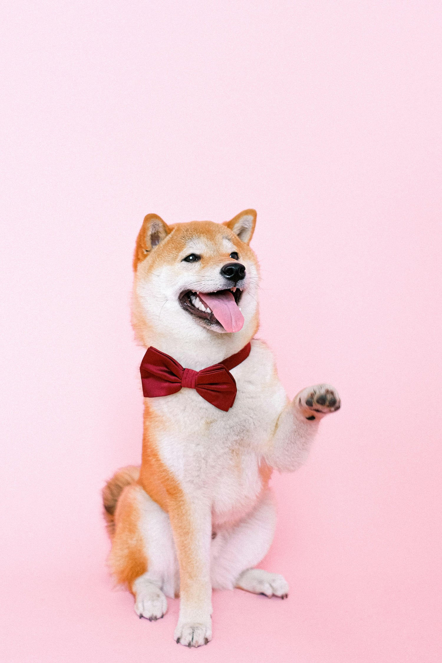Pet Goods