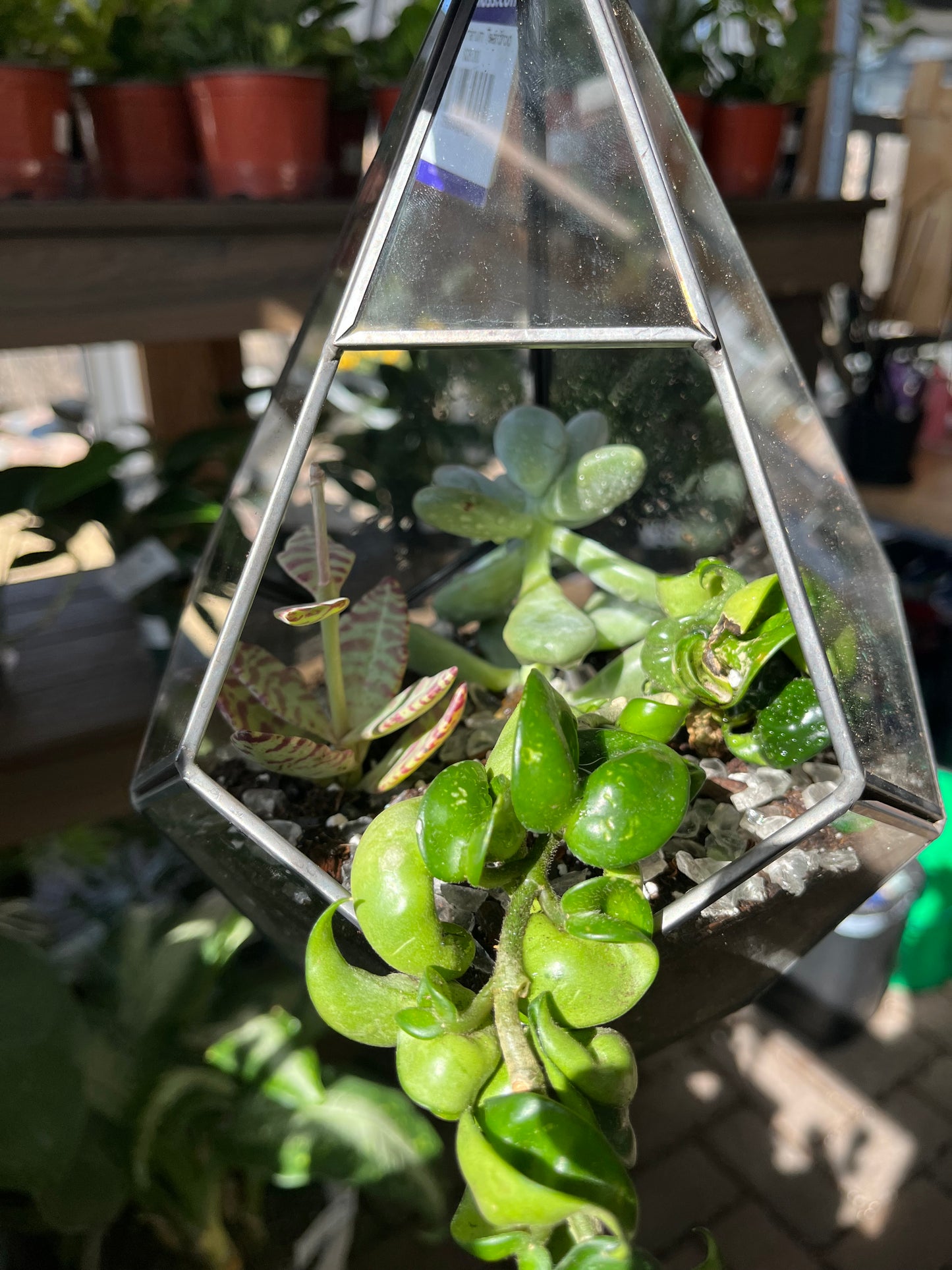 Glass Terrarium Teardrop