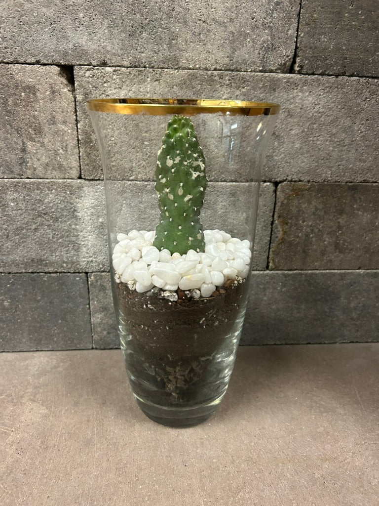 Oasis Plant Creations