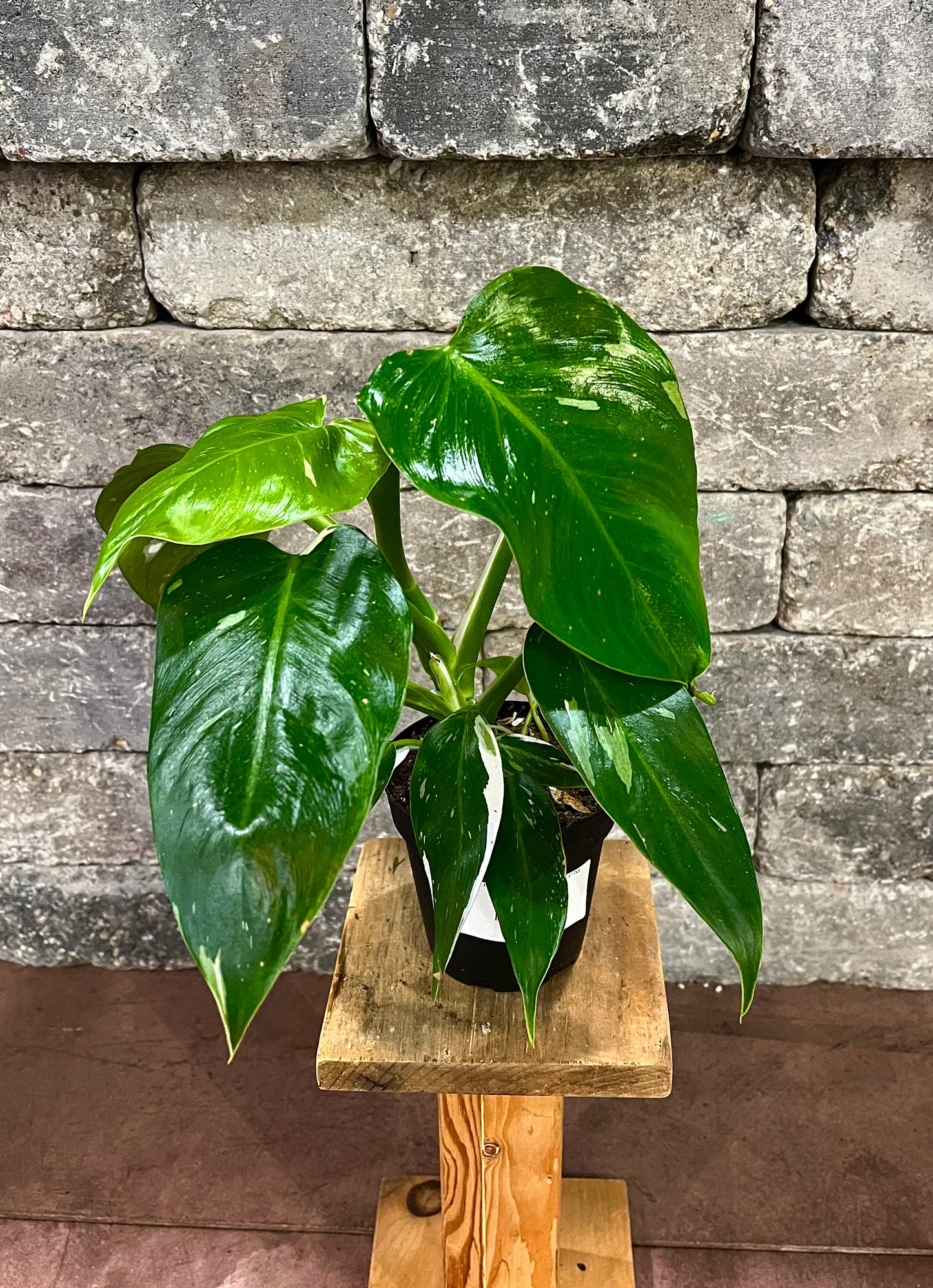 Philodendron 'White Princess'