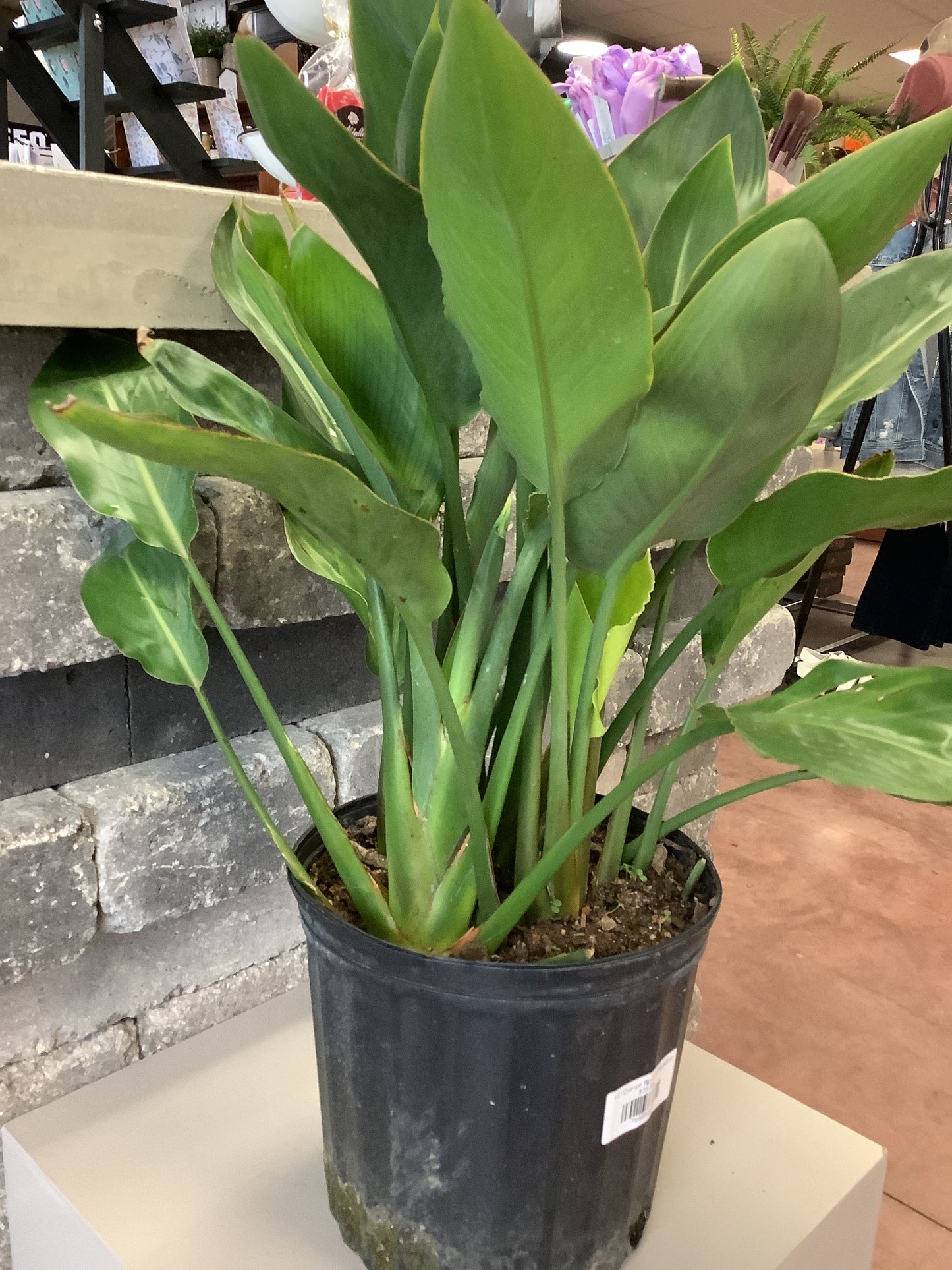 Orange Bird of Paradise