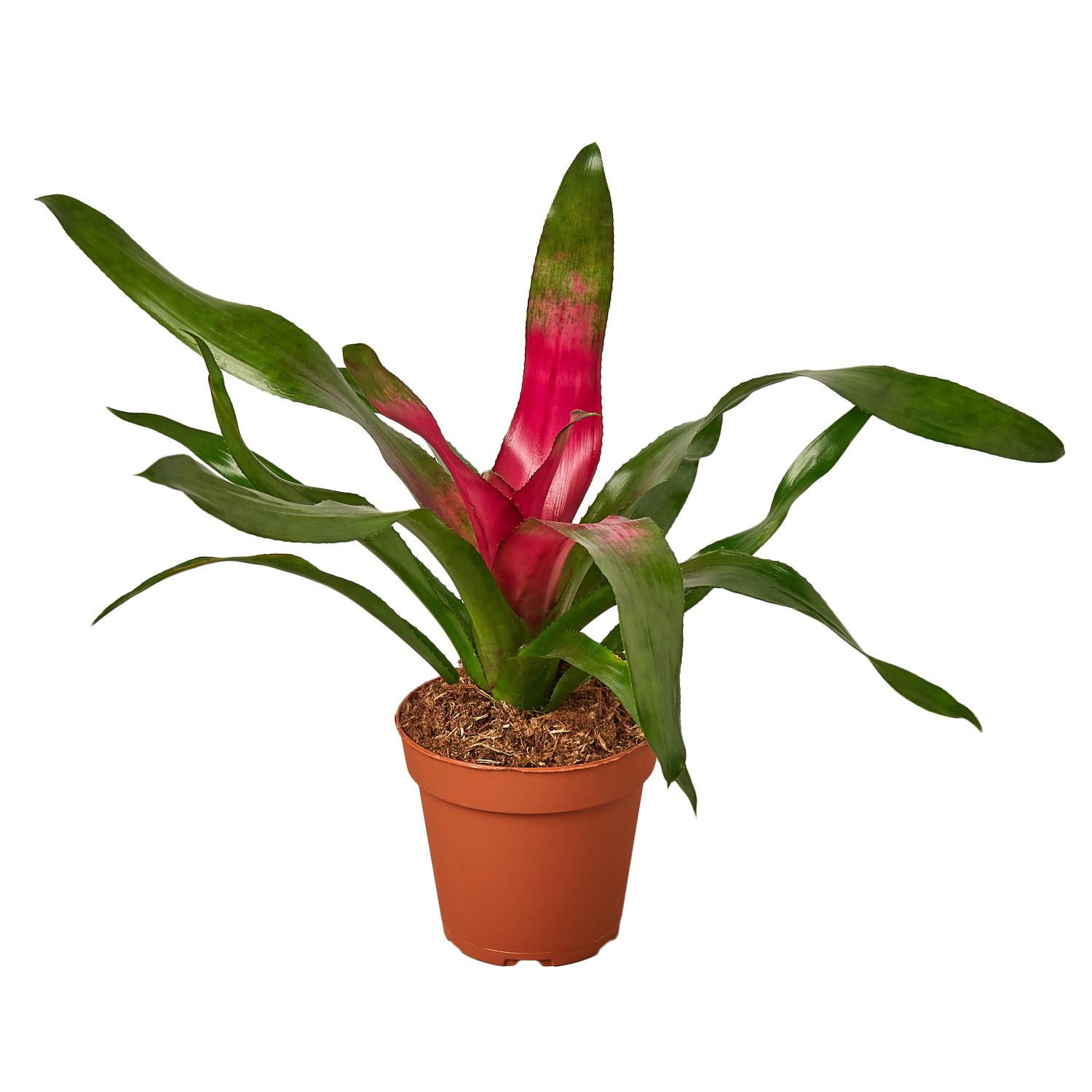 Bromeliad &