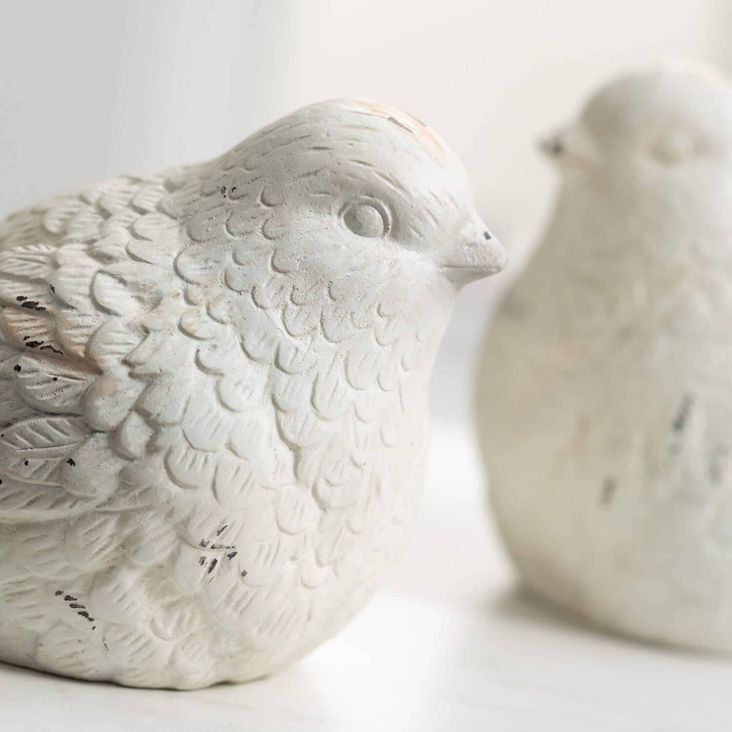 Whitewash Bird