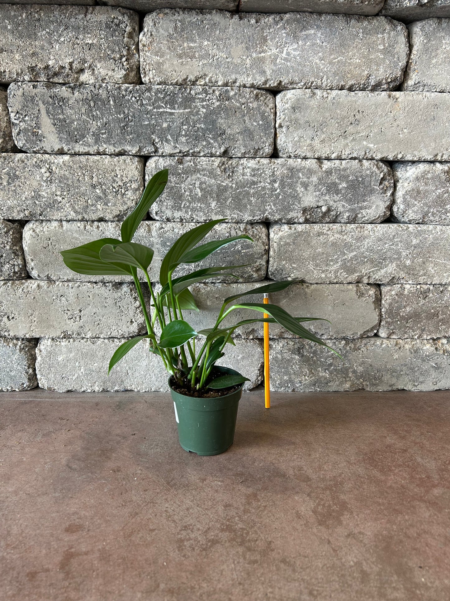 Philodendron 'Dragon Tail'