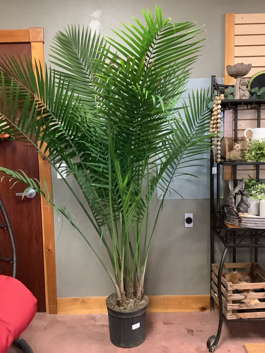 Majesty Palm