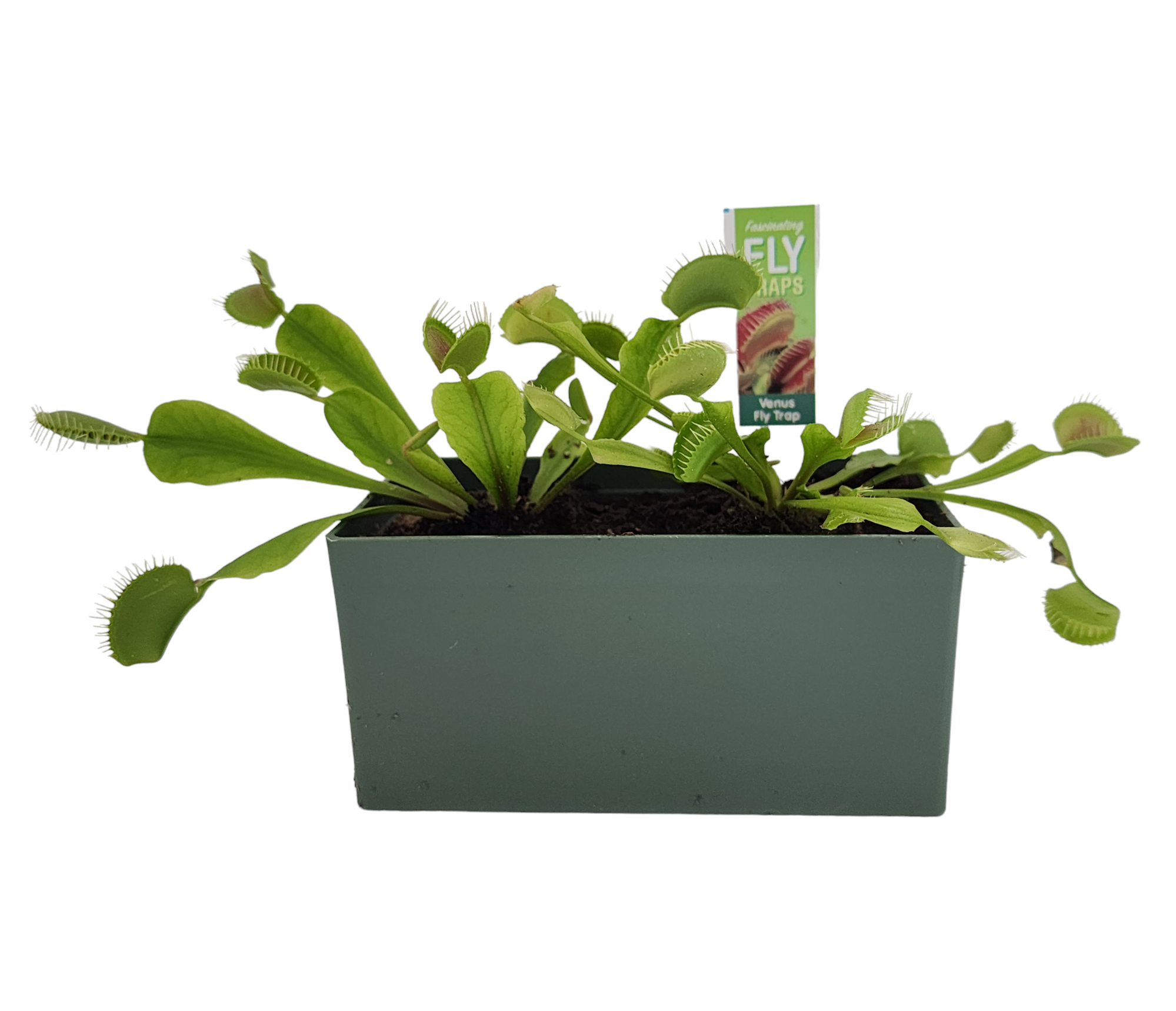 Flytraps Seed Square Terrarium