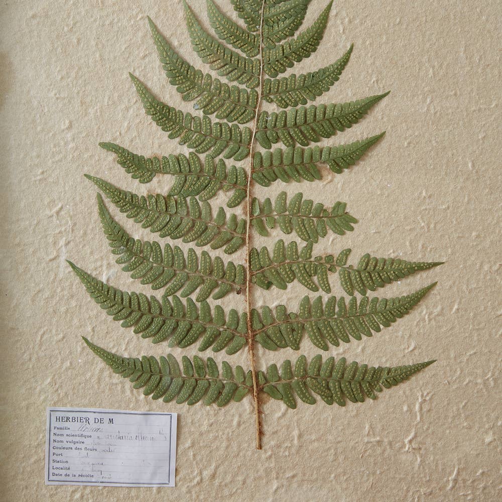 Pressed Fern Wall Decor