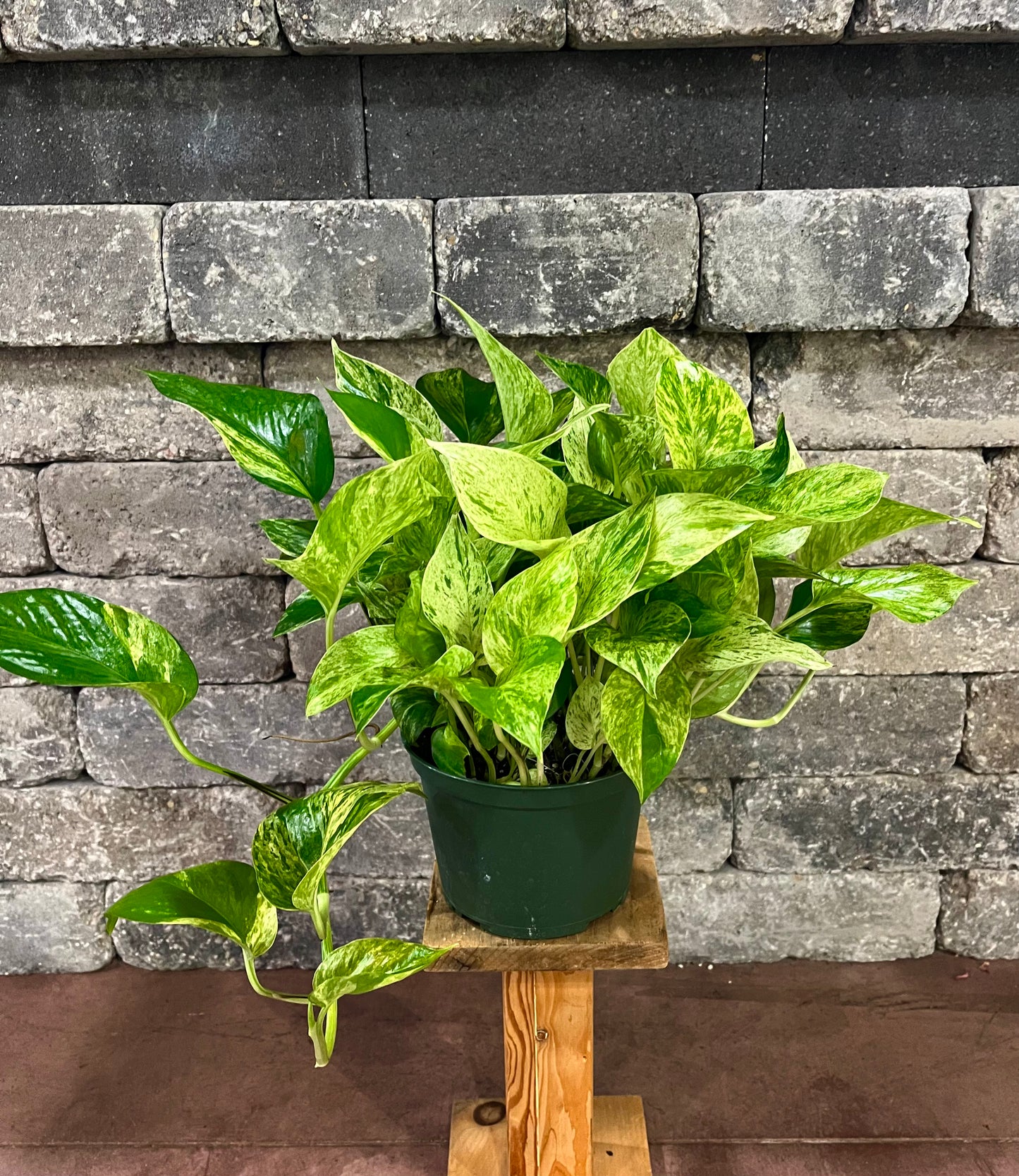 Pothos Marble Queen