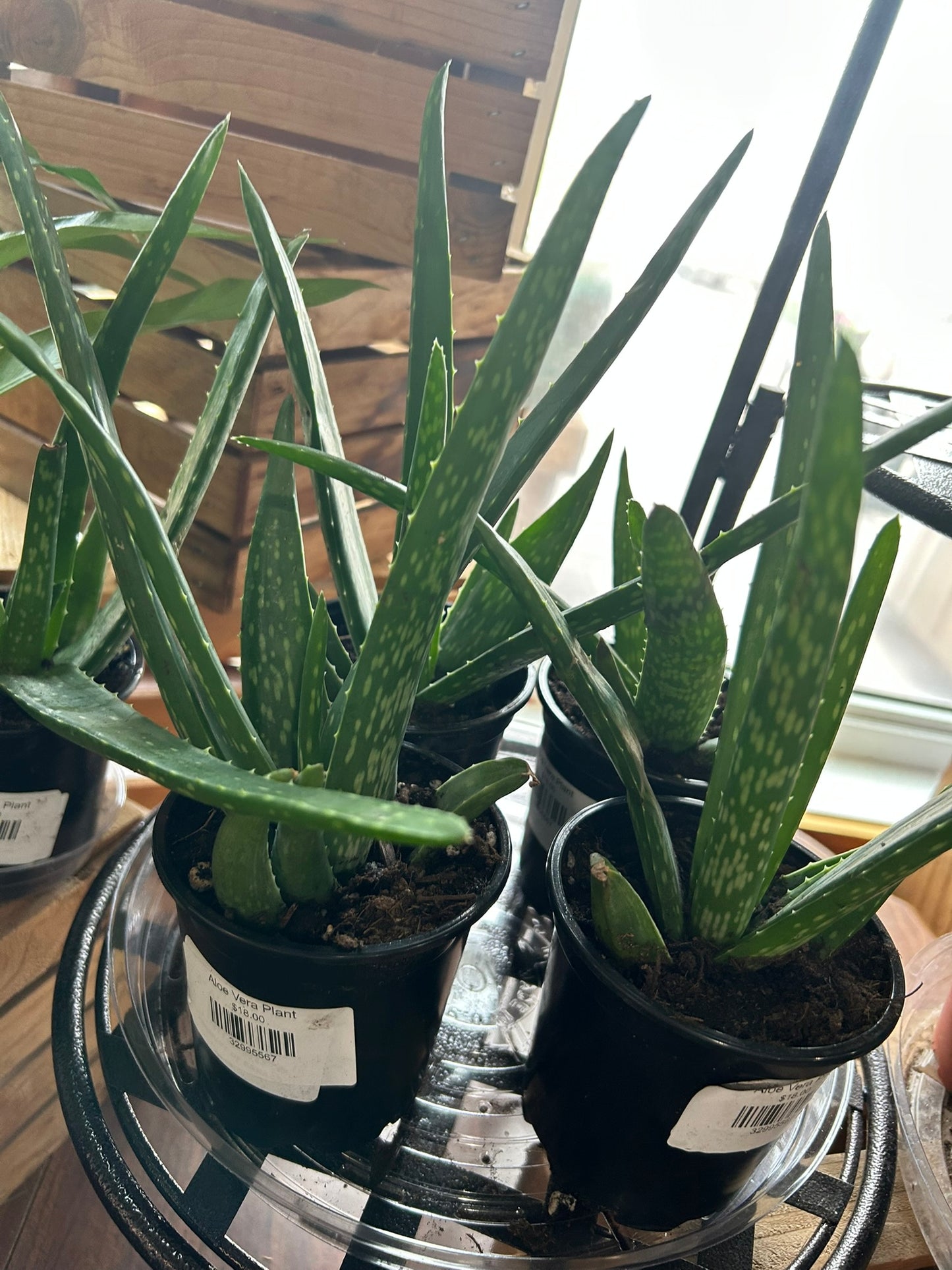 Aloe Vera Plant