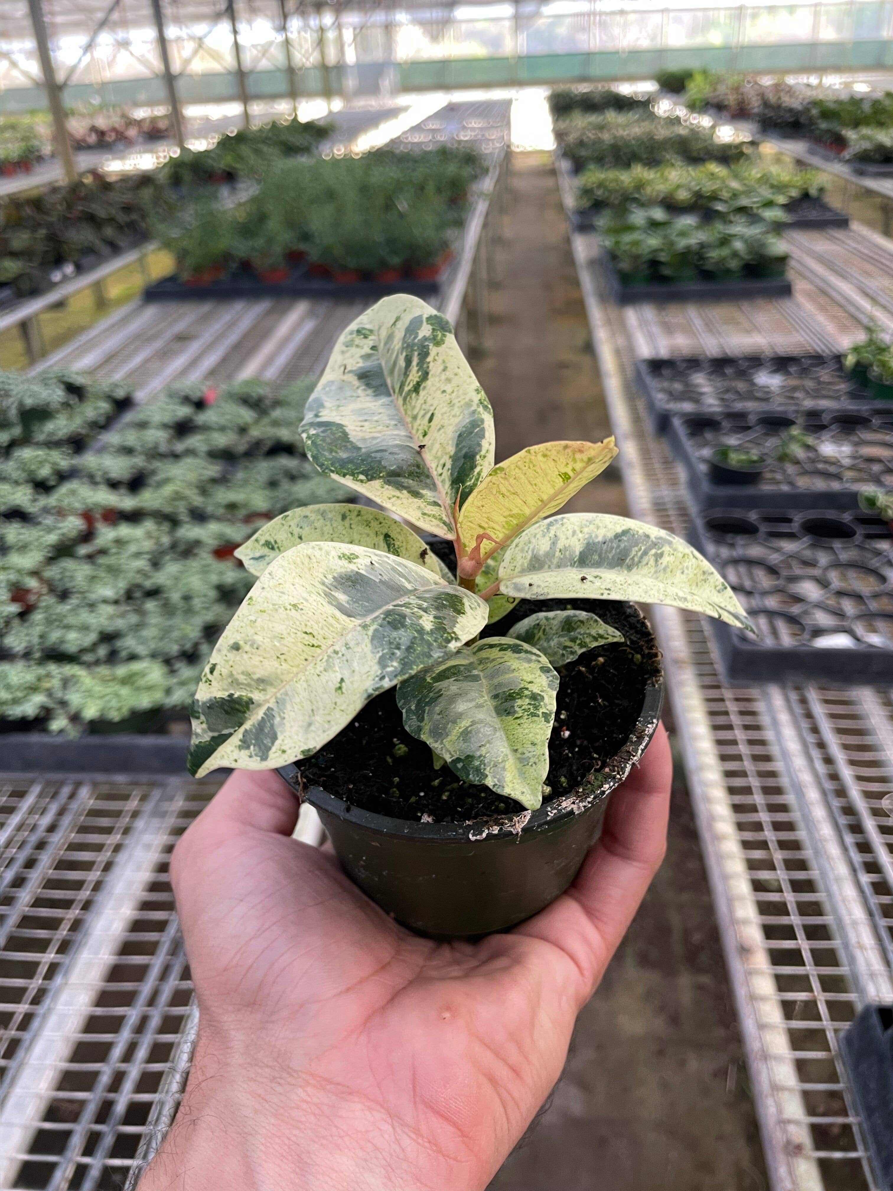 Ficus ‘Shivereana’ (Moonshine)