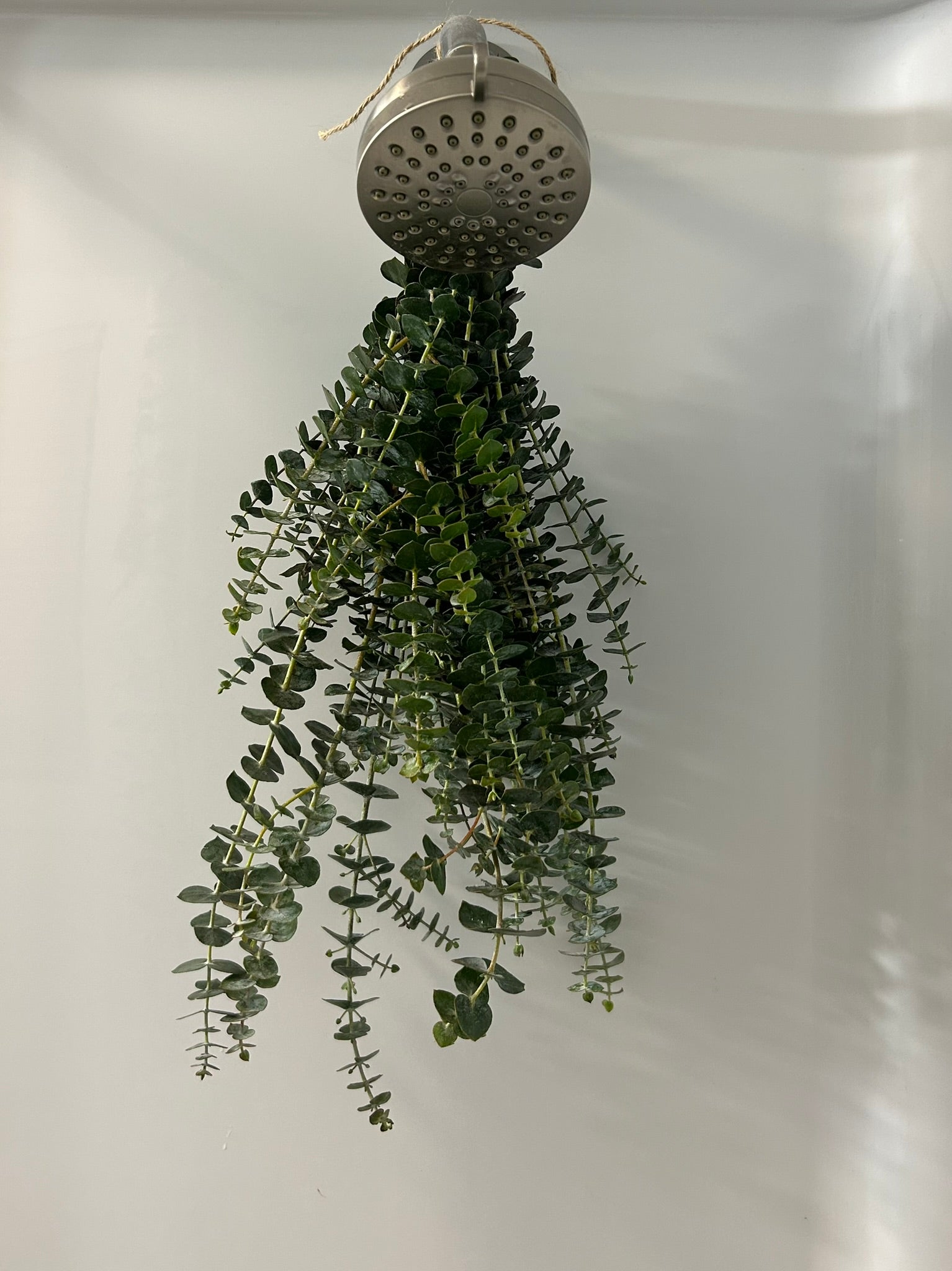 Eucalyptus Steamer
