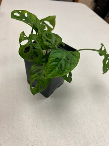4" Swiss Cheese Monstera