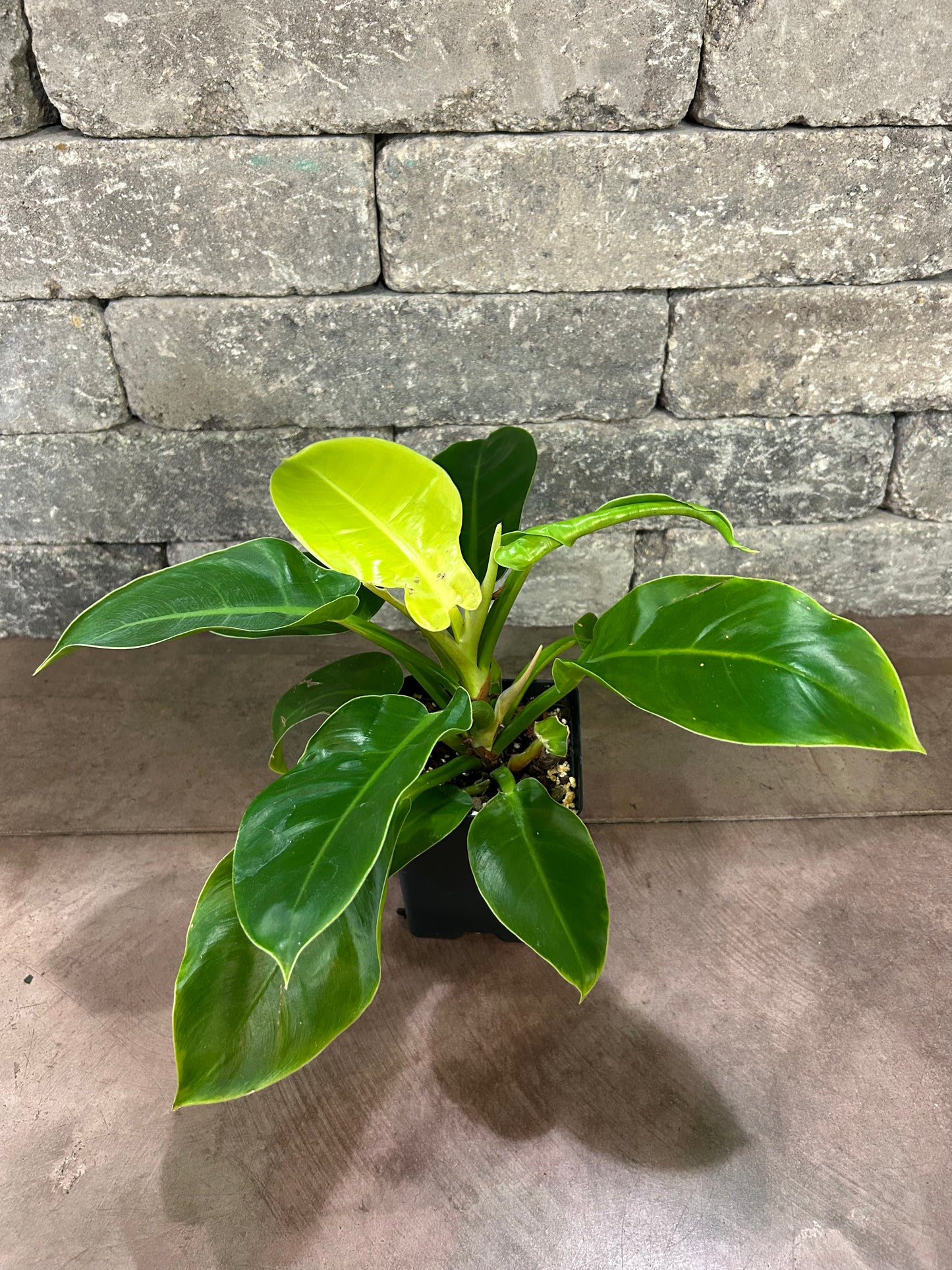 Moonlight Philodendron