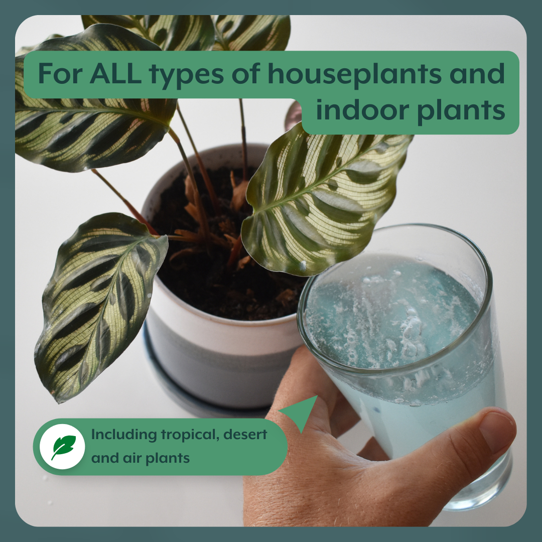Soluble Houseplant Fertilizer