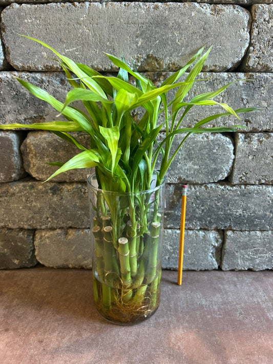 Lucky Bamboo
