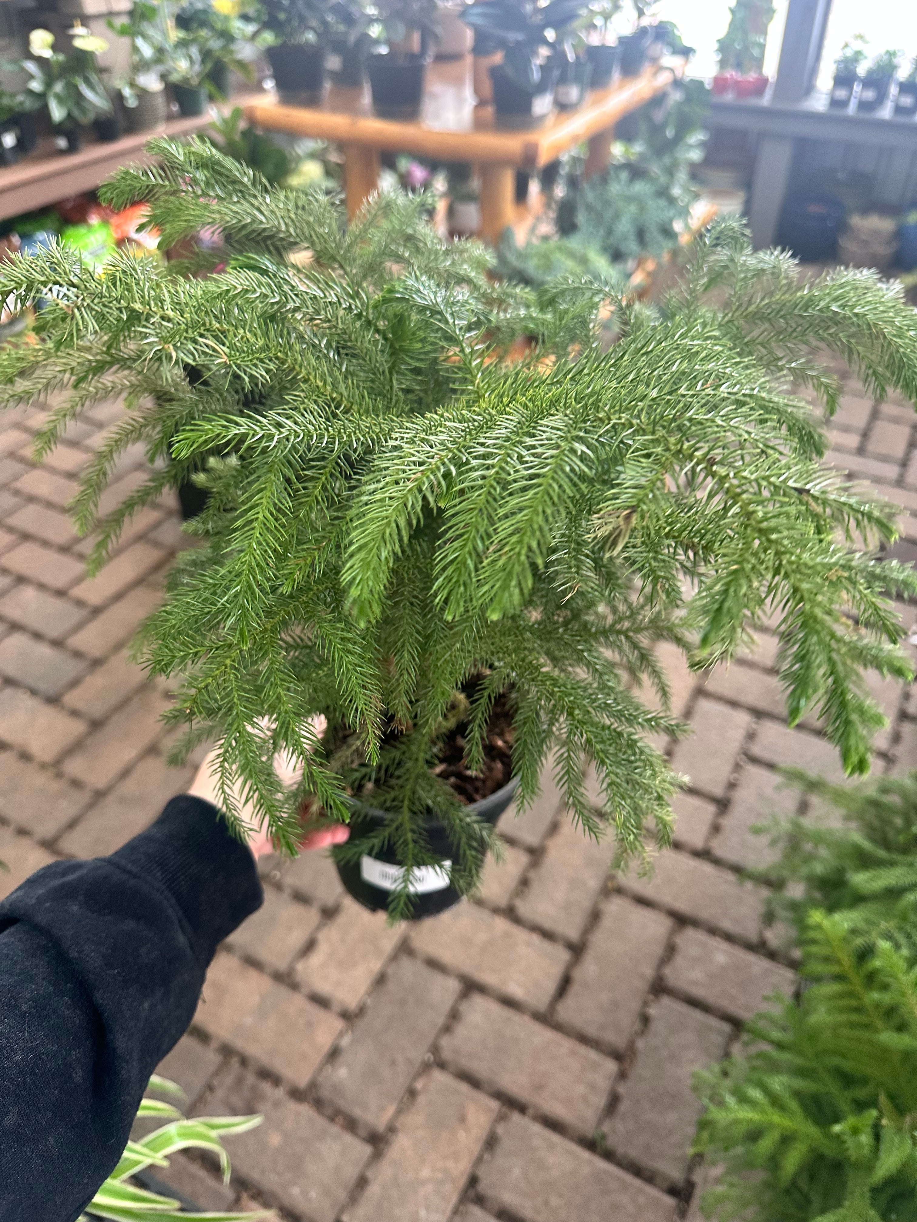 6" Norfolk Island Pine