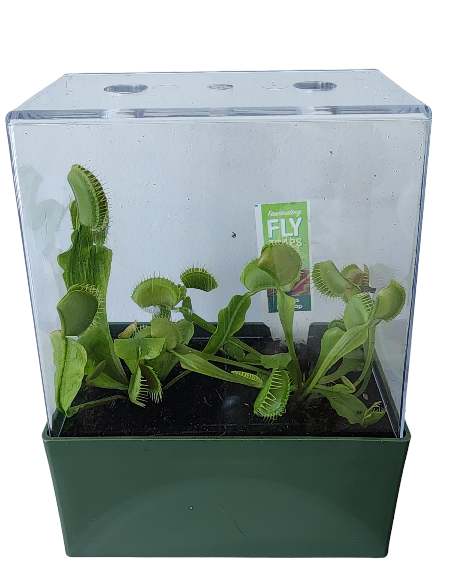 Flytraps Seed Square Terrarium