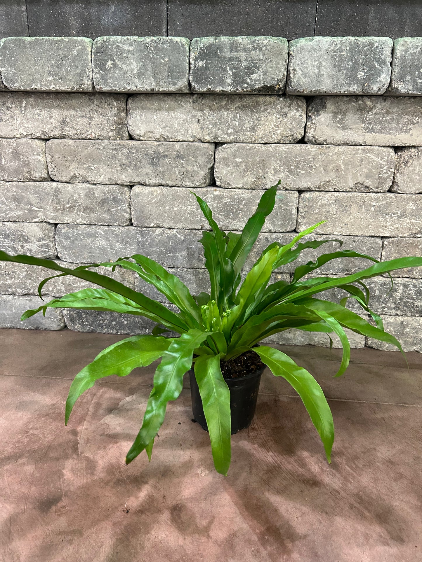 Bird's-Nest Fern