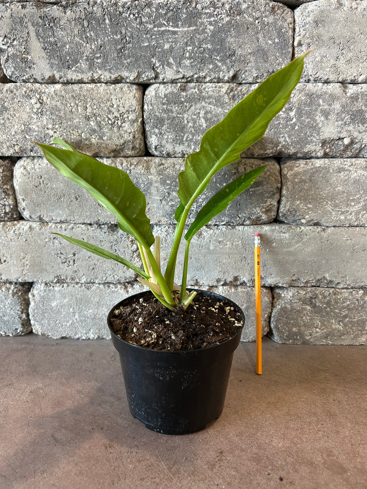 Variegated Ring of Fire Philodendron