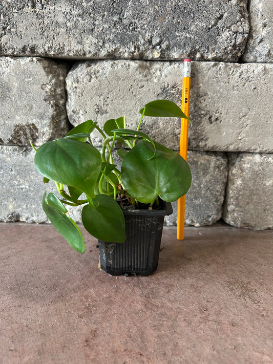 Jade Pothos