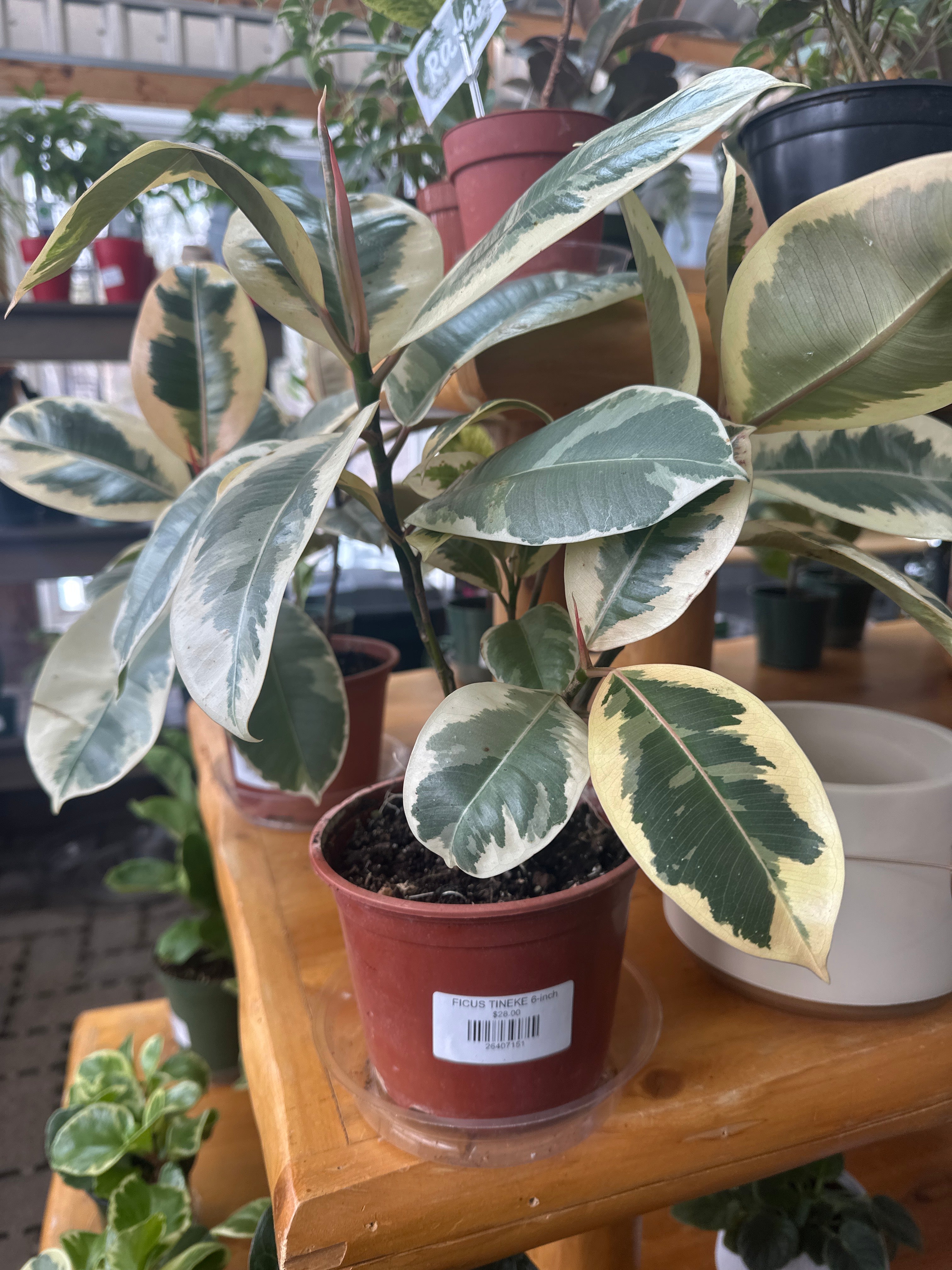 6" Ficus Tineke