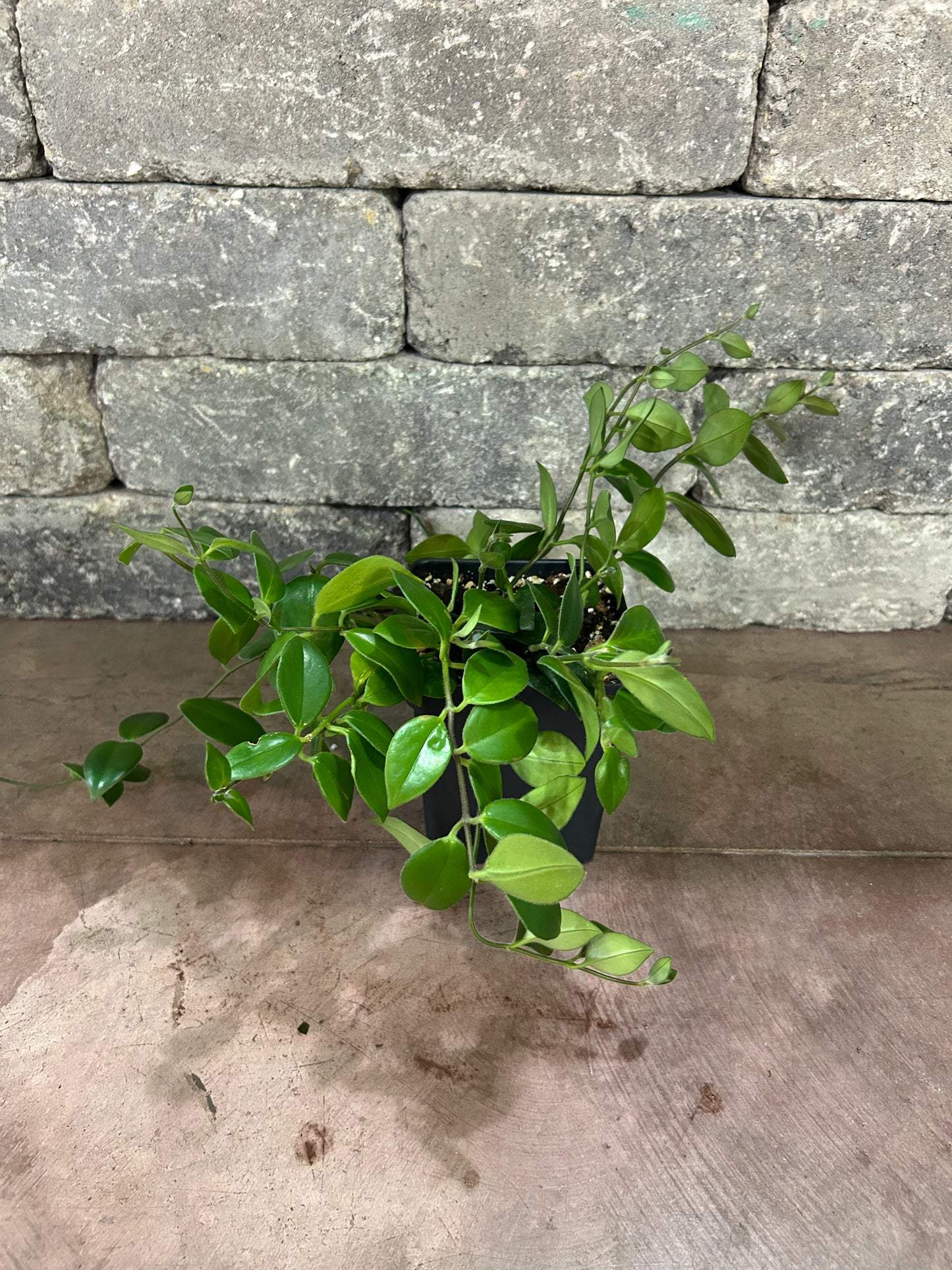 Lipstick Plant
