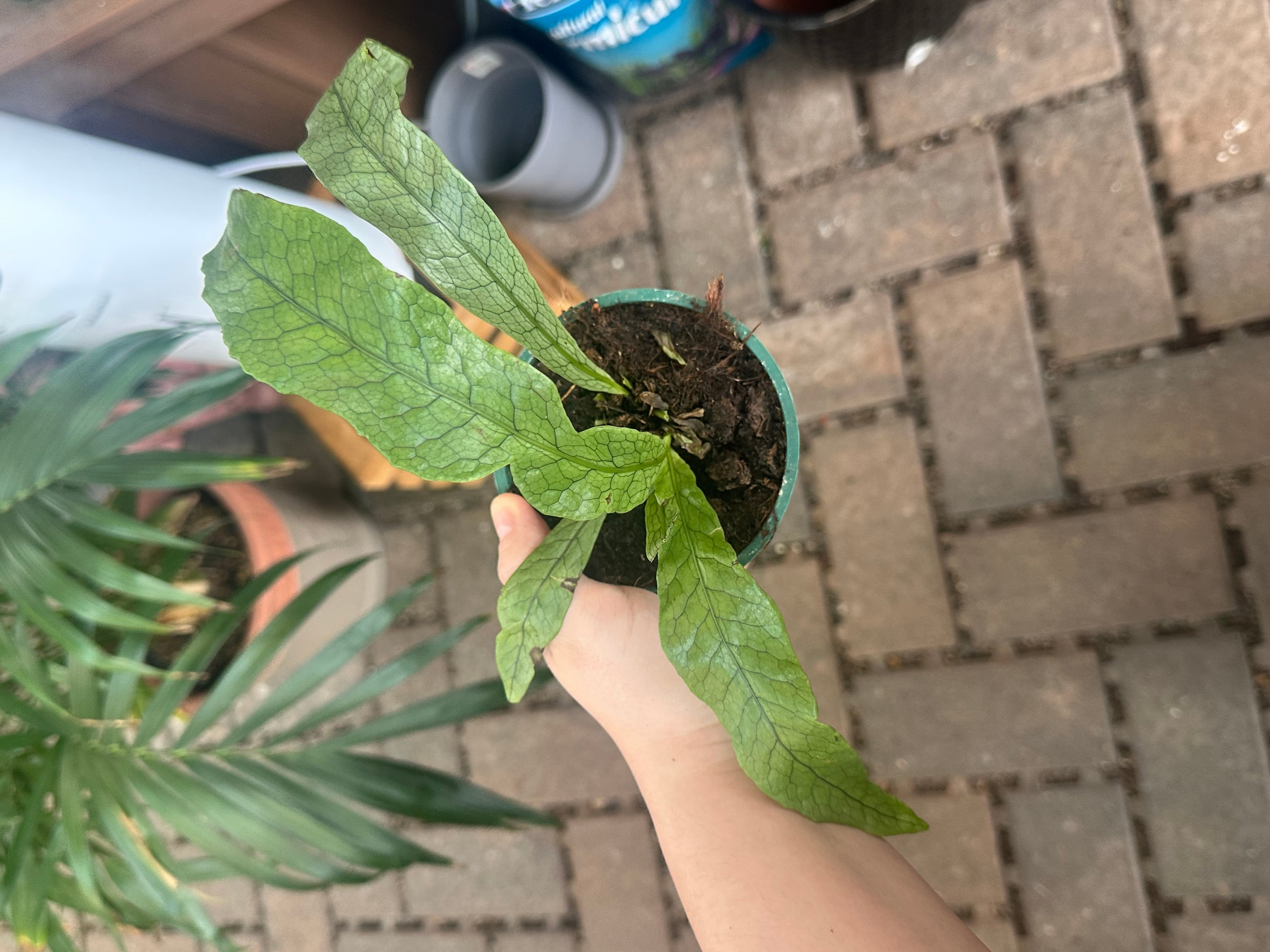 4" Fern Crocodyllus