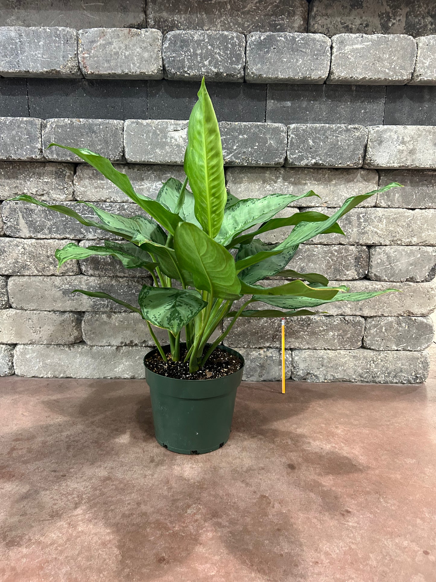 8" Aglaonema