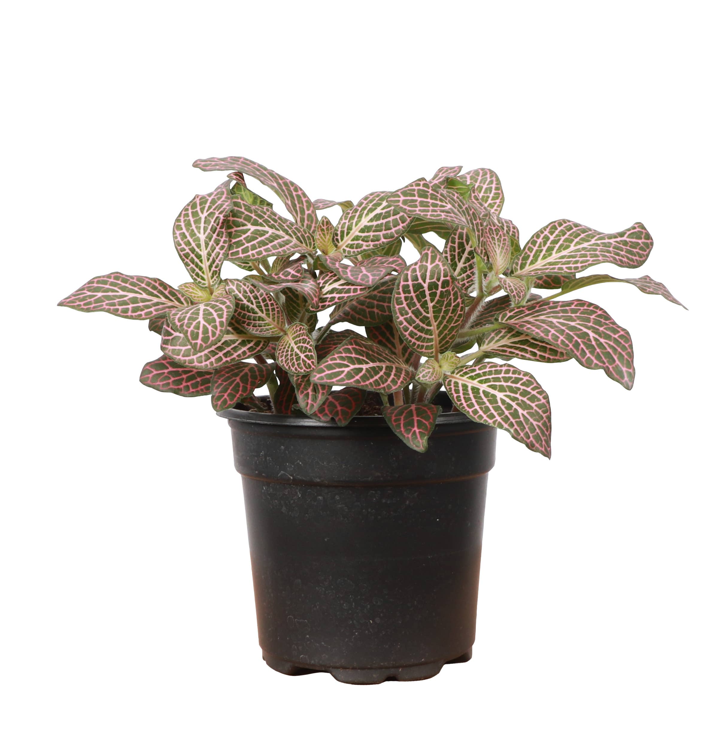 Pink Fittonia Nerve Plant