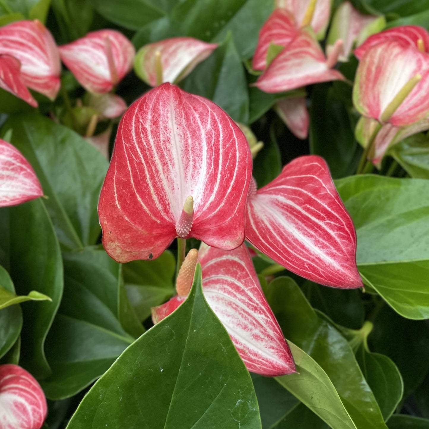 Candy Cane Anthurium
