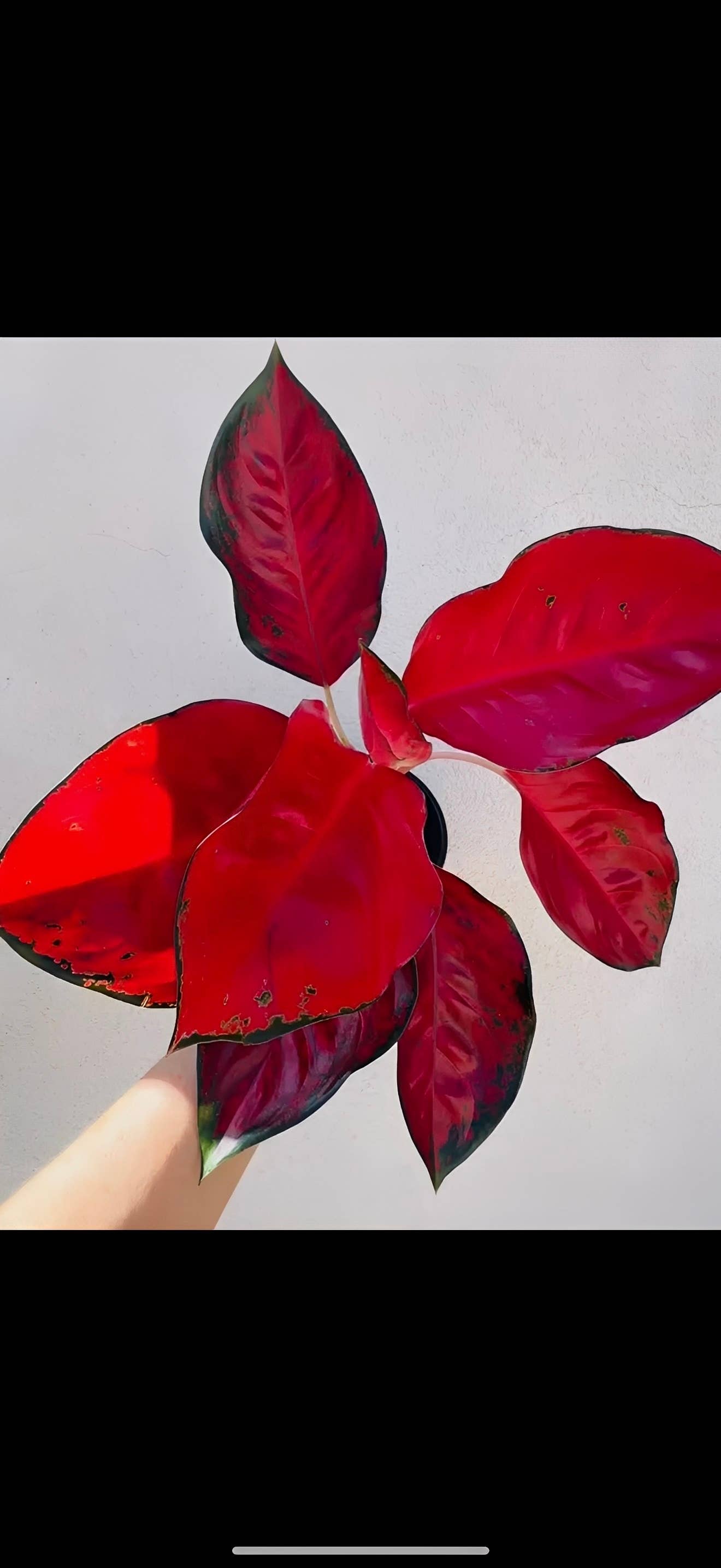 Aglaonema Suksom Jaipong