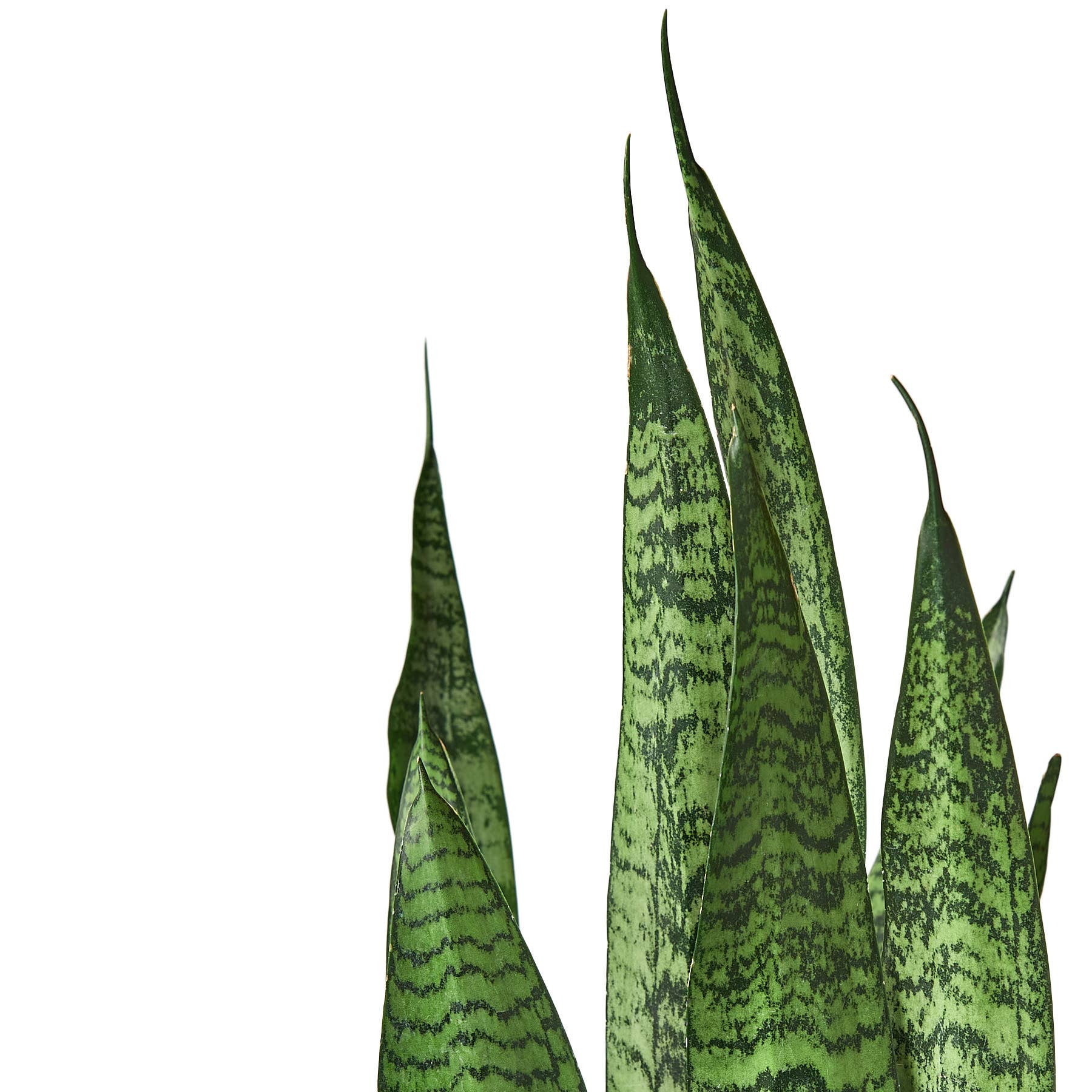 Snake Plant