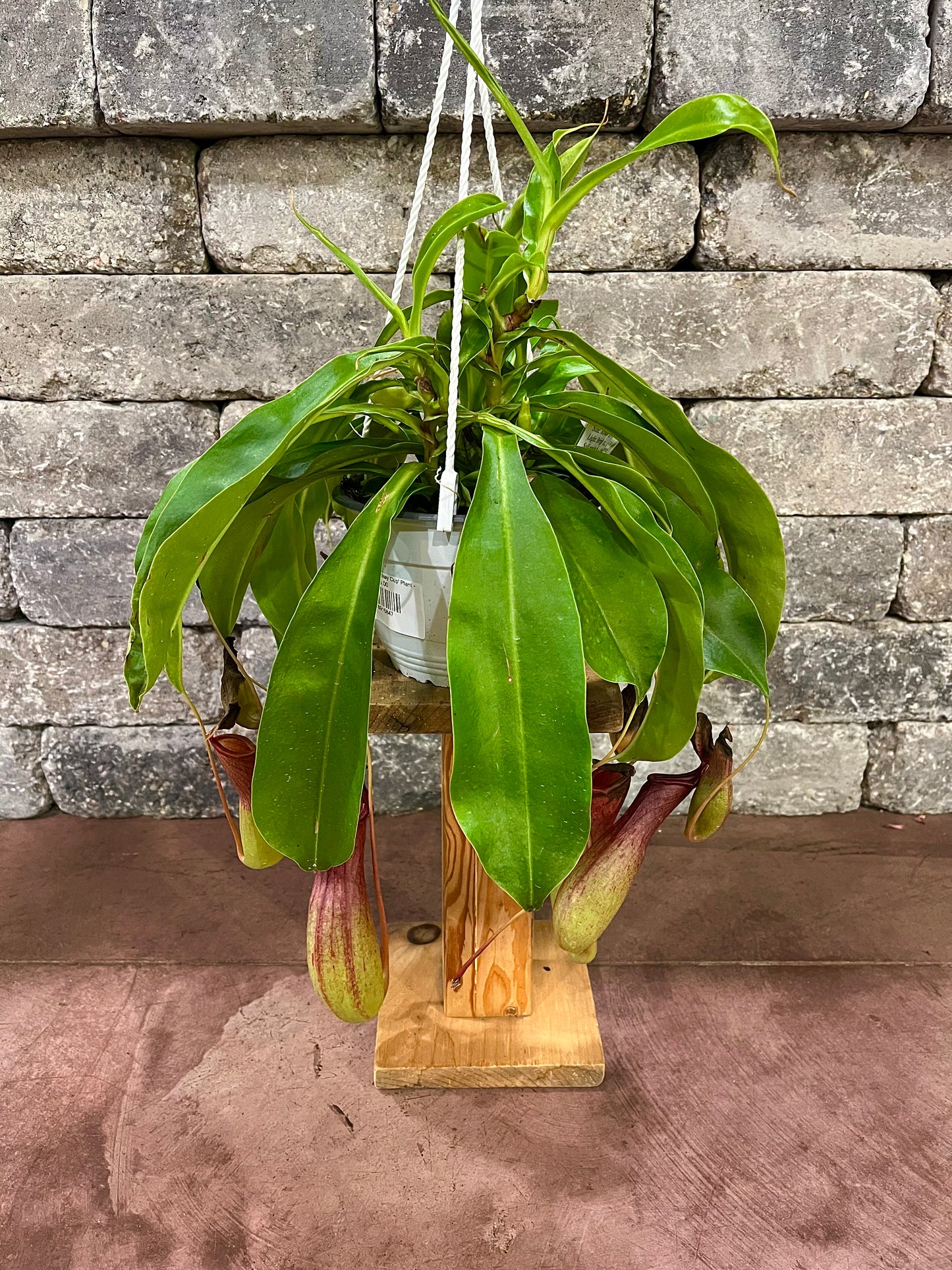 Carnivorous 'Monkey Cup' Plant