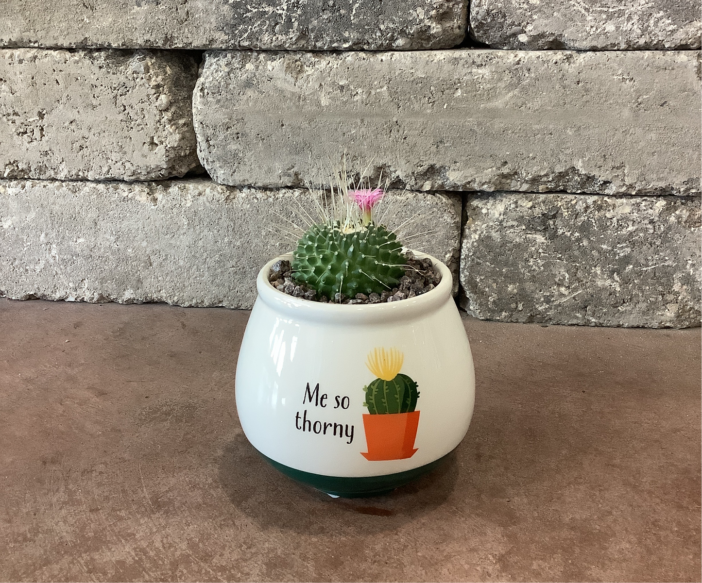 4x4 Cactus Puns