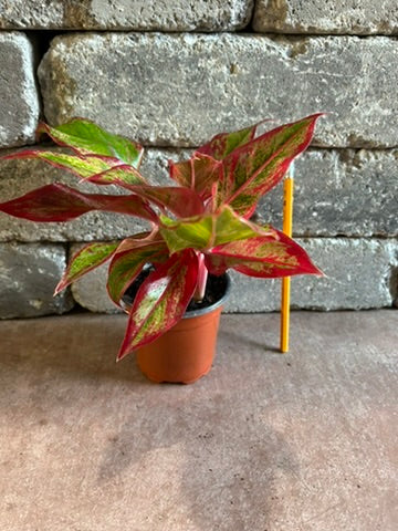 4" Chinese Evergreen 'Red Siam'