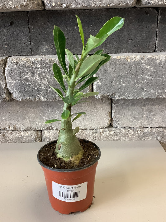 Desert Rose