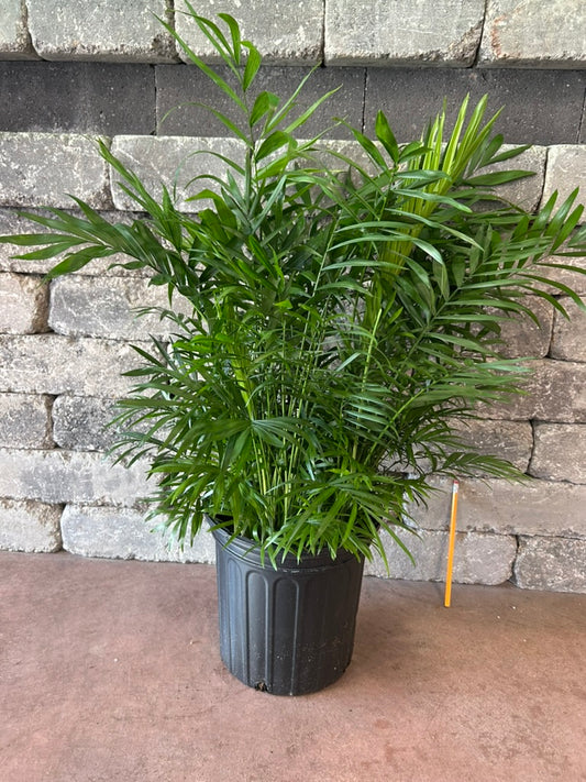 Palm