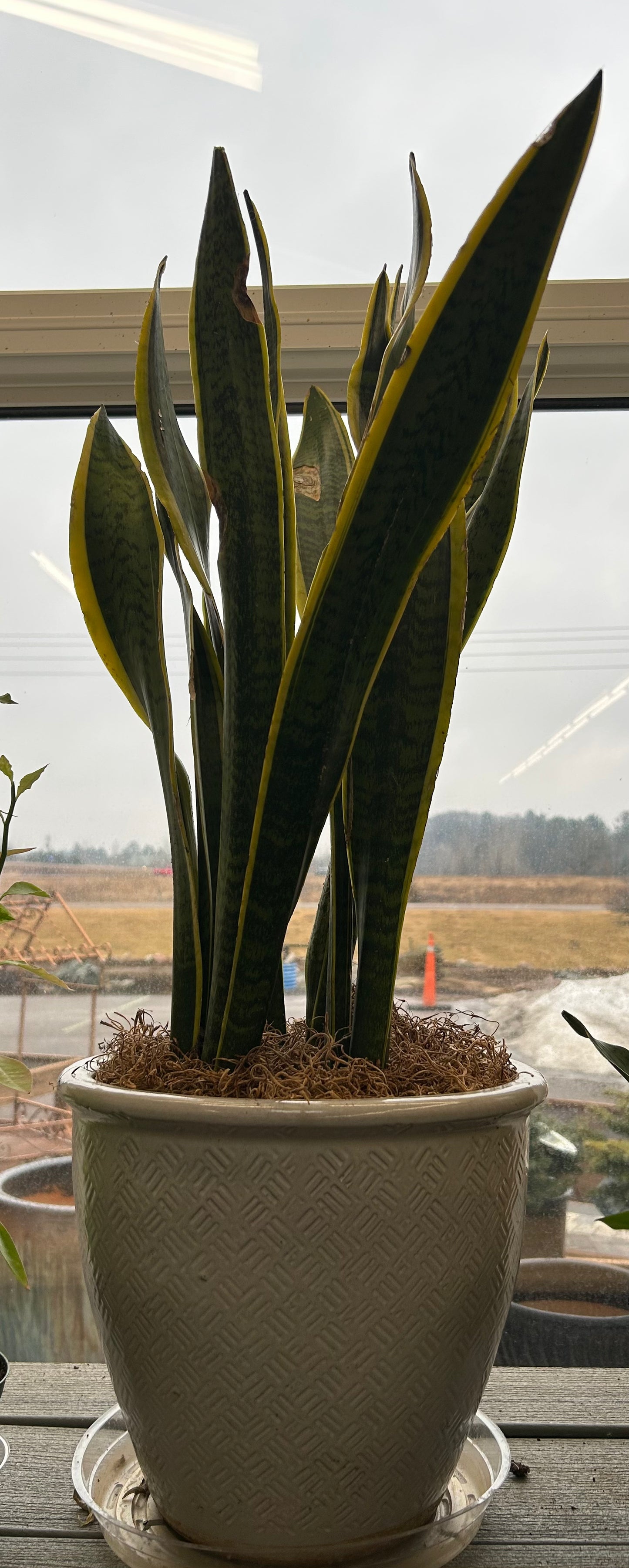 8" Sansevieria w/ Pot
