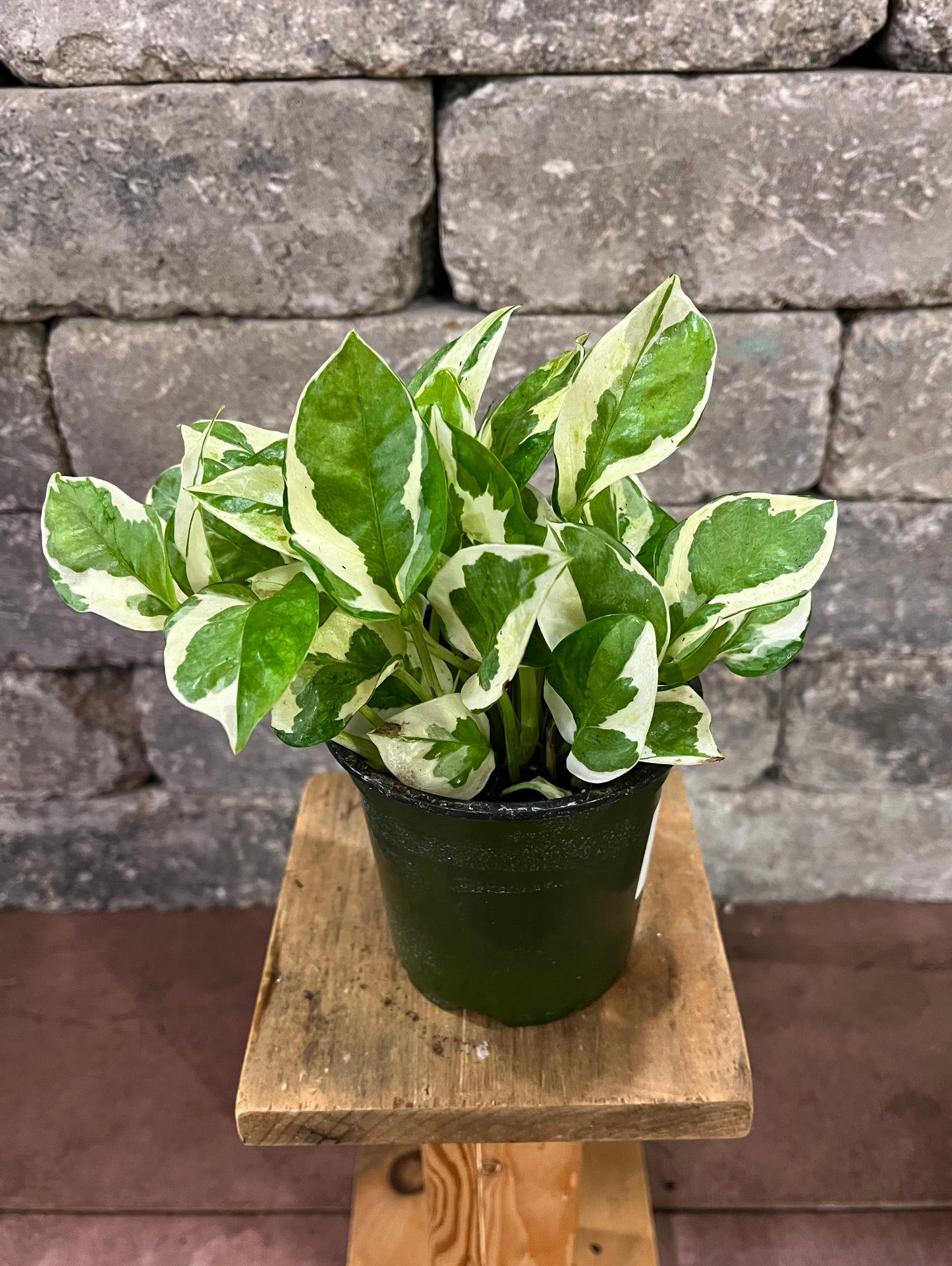 Pothos Njoy
