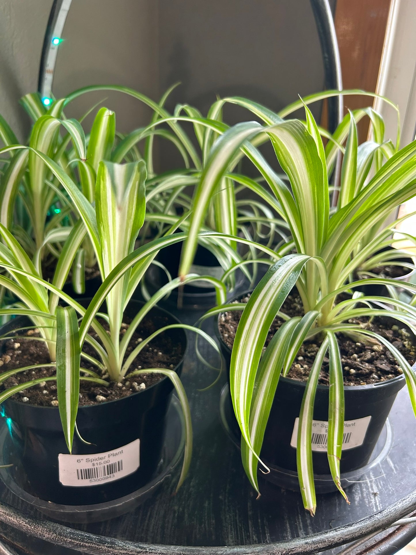 Spider Plant