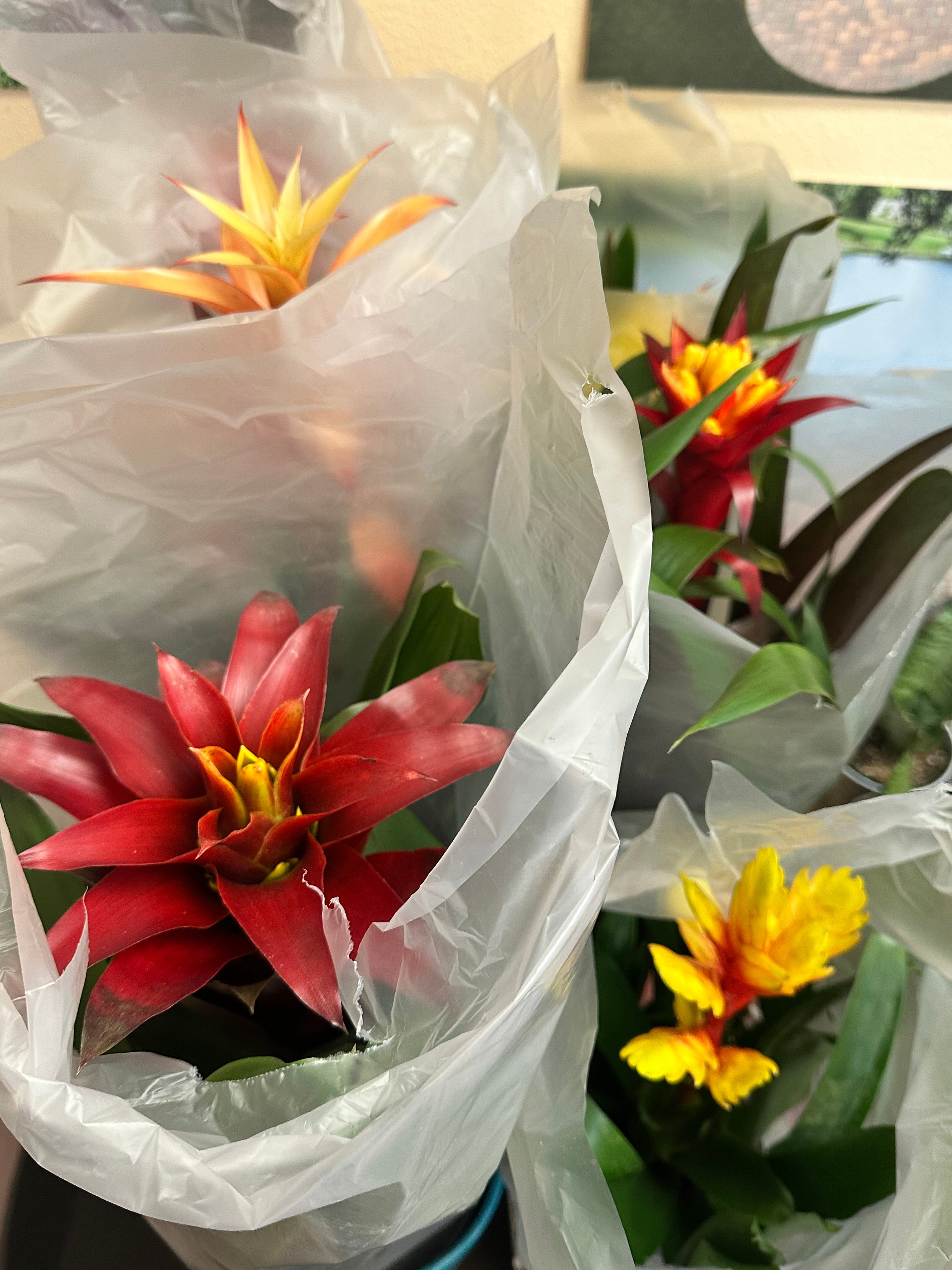 Color Burst Bromeliads