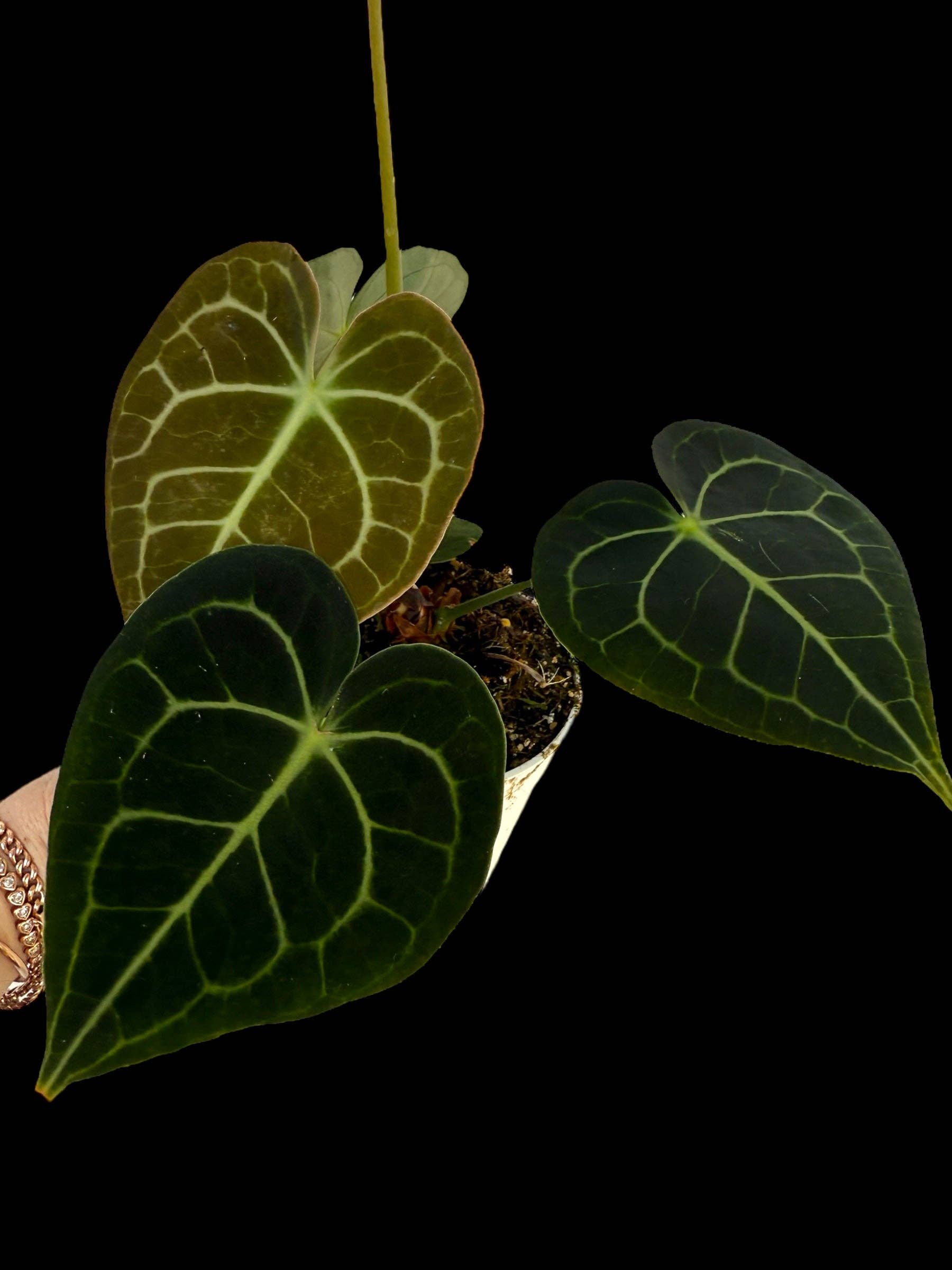 Anthurium Clarinevium ‘Dark Form’