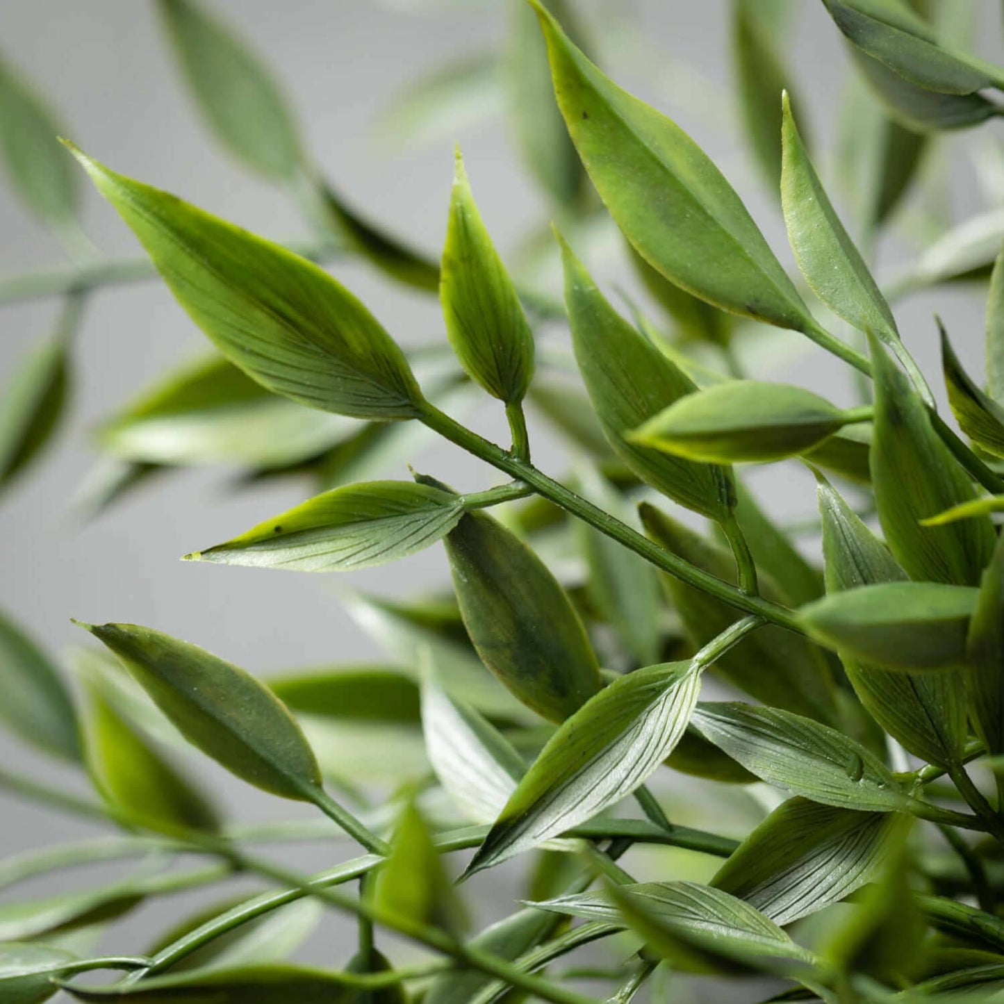 Ruscus Bush Stem