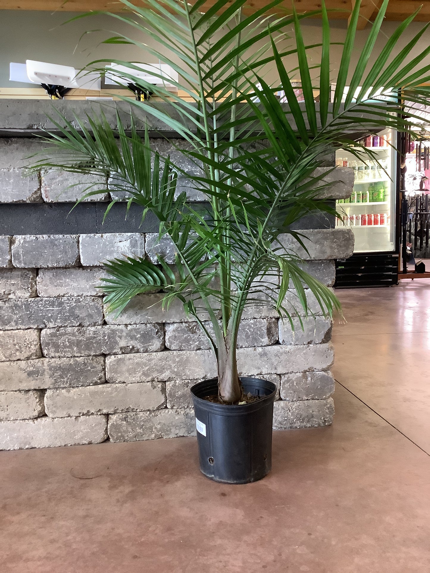 10" Majesty Palm