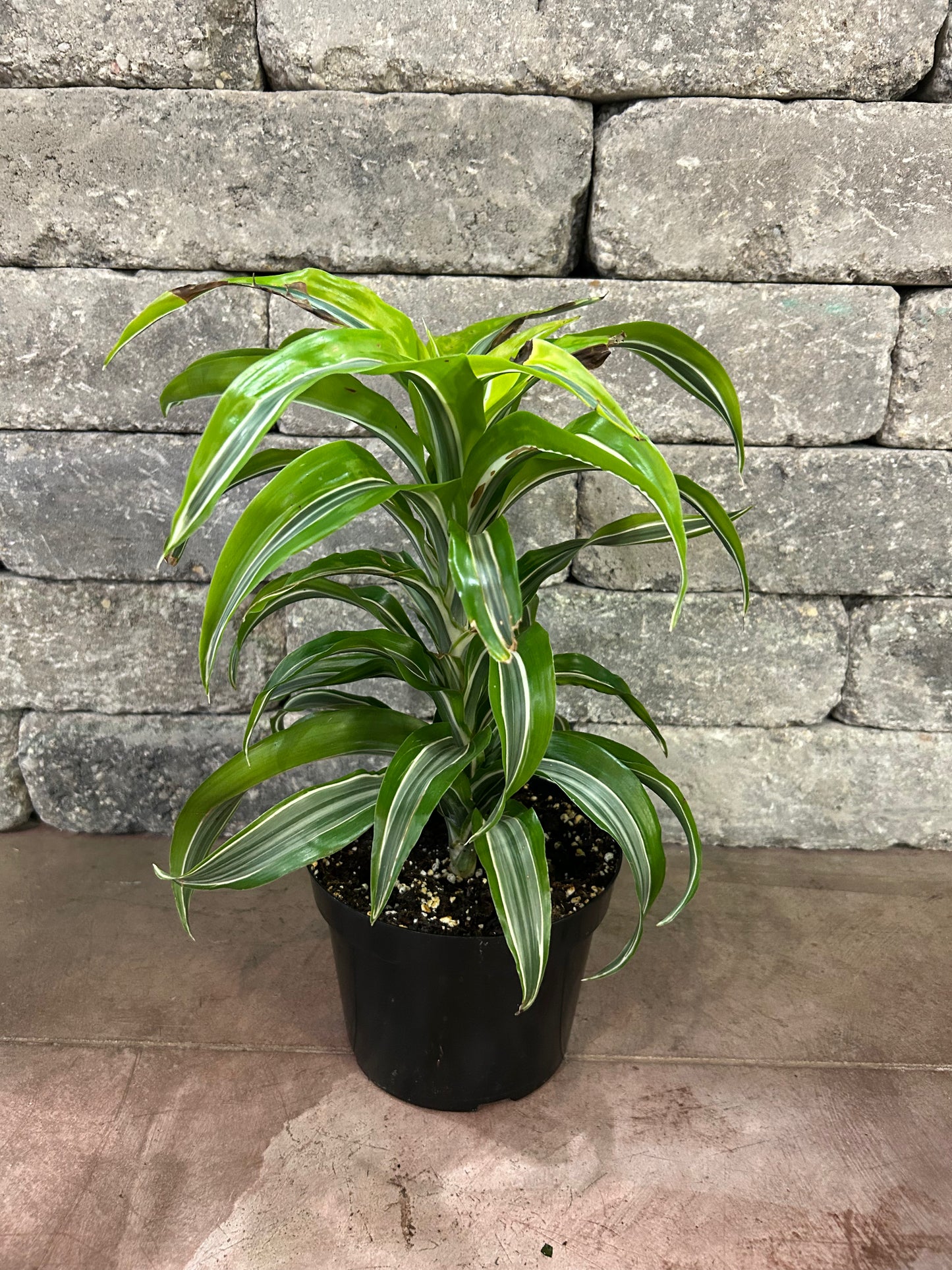 Warneckii Lemon Lime