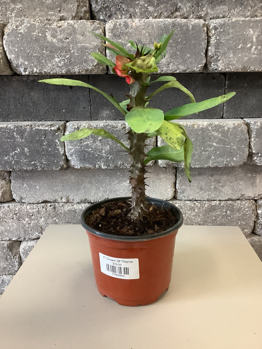 Crown of Thorns