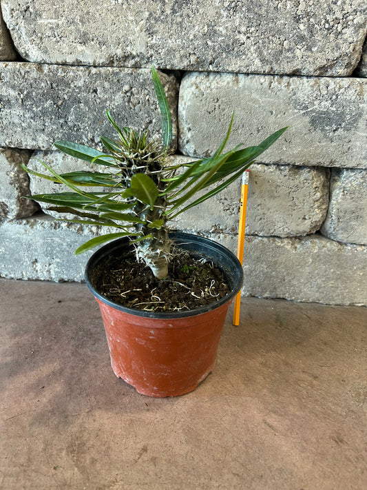 Pachypodium 'lamerei' (Madagascar Palm)