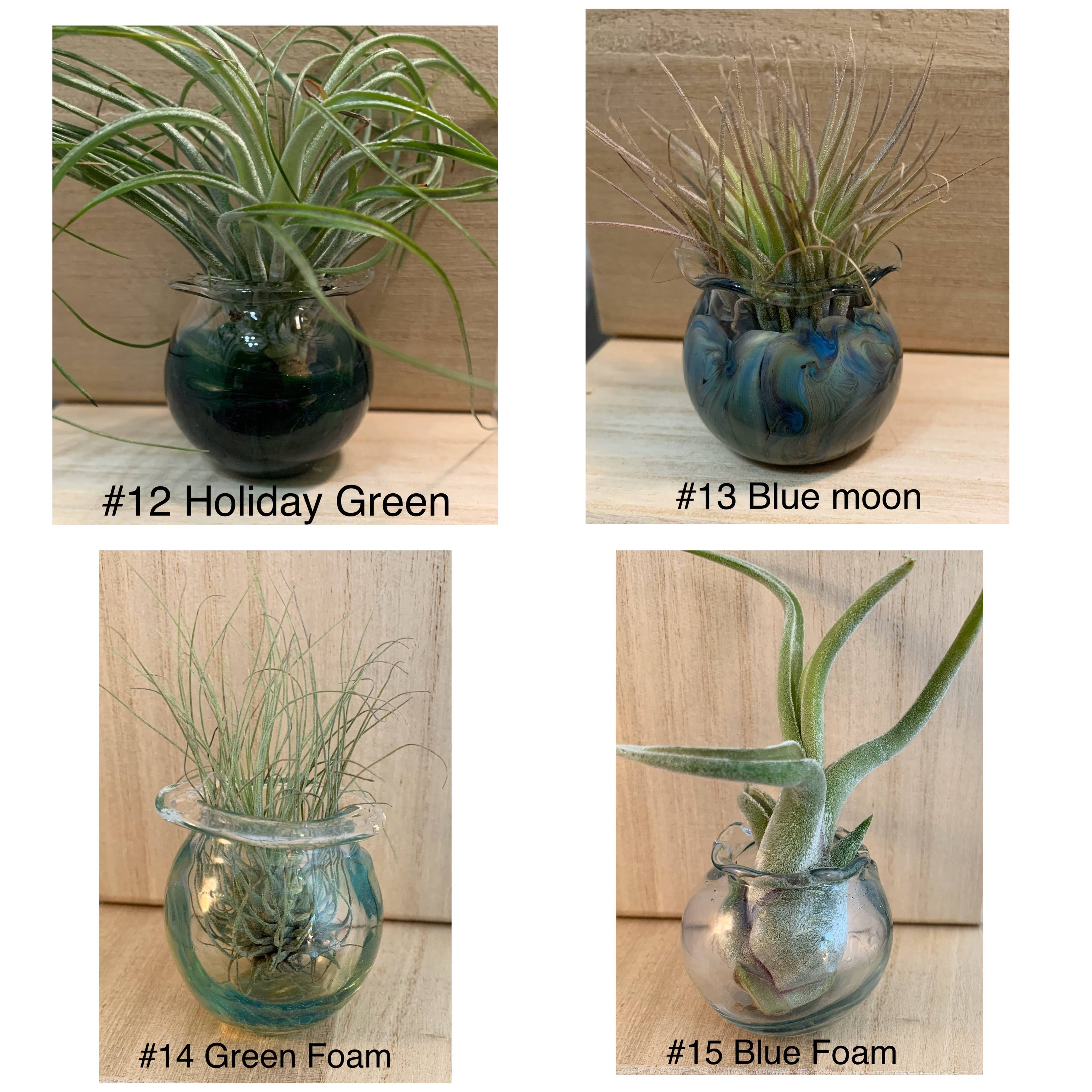 Jellyfish Glass Vessels with Air Plant