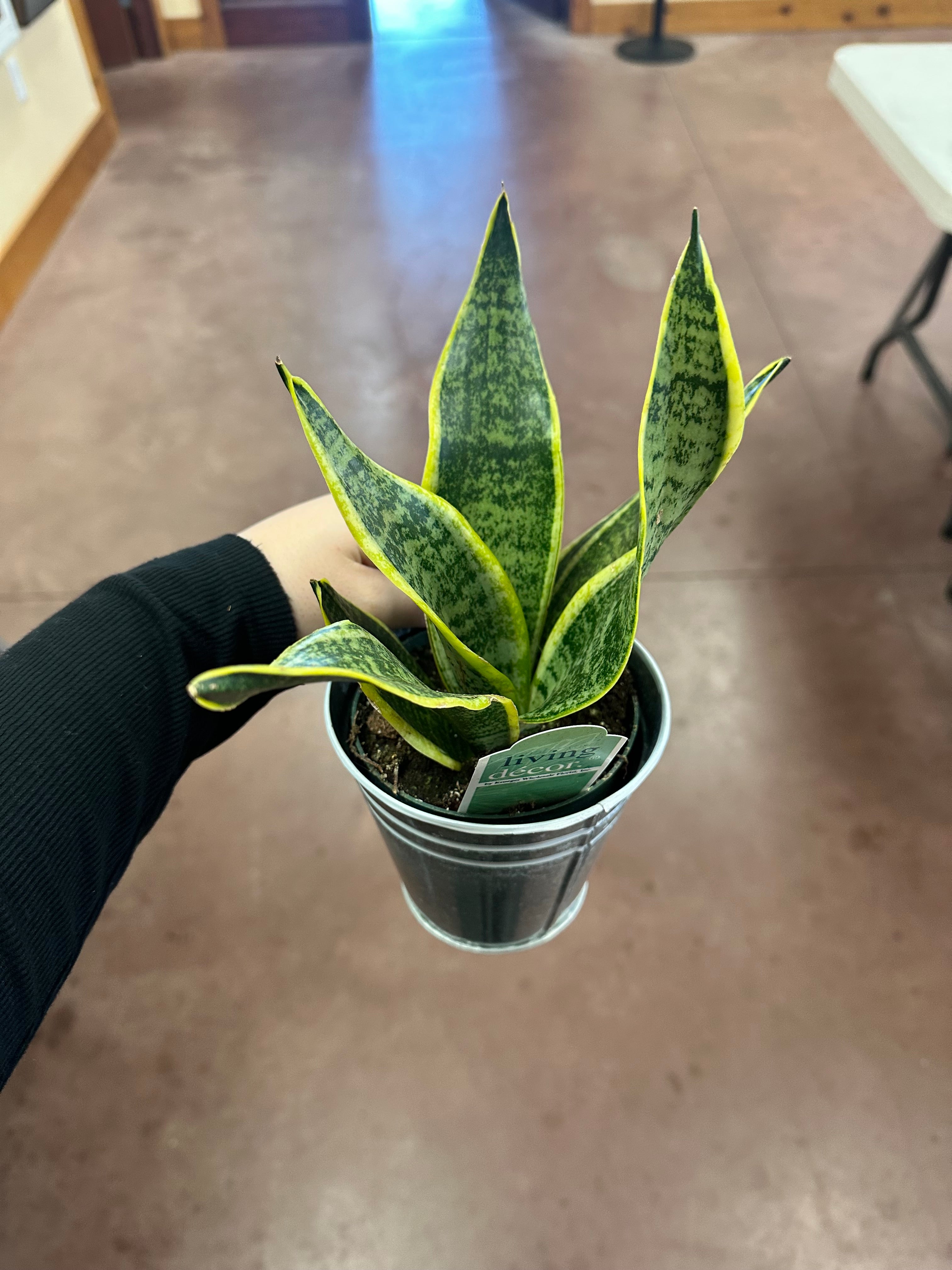 Sun Power Snake Plant