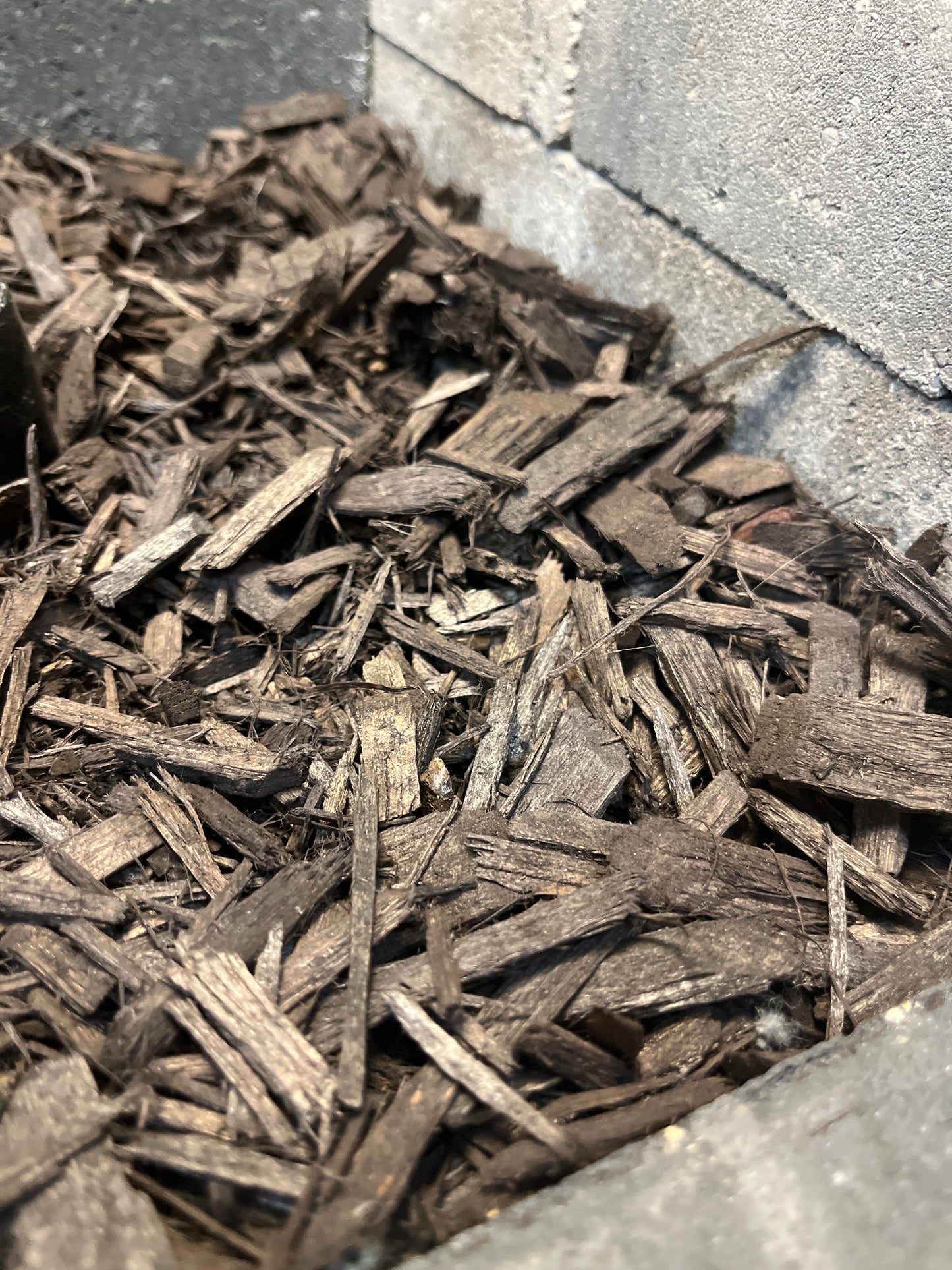 Chocolate Mulch